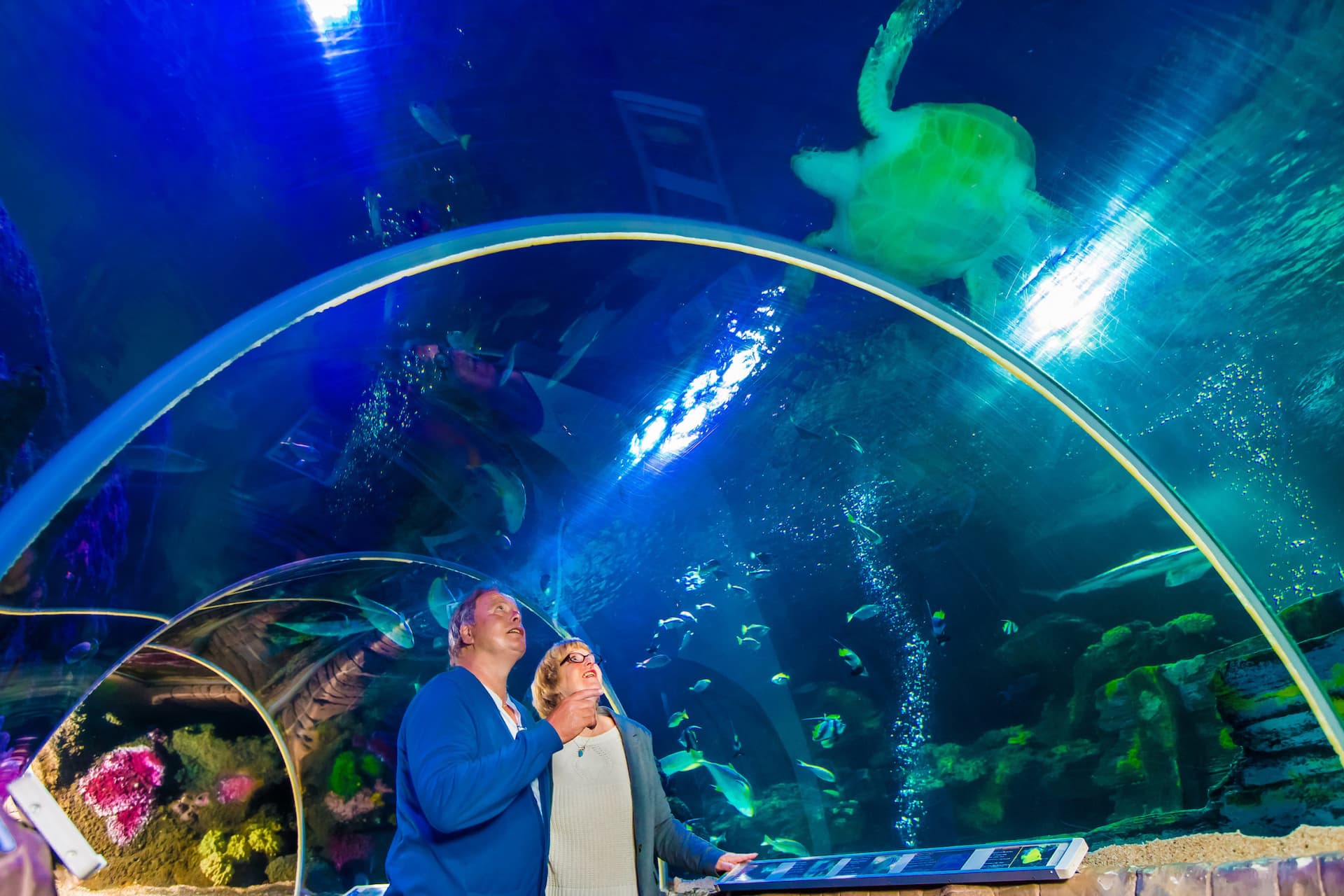 SEA LIFE Timmendorfer Strand Aquarium Ticket - imagen 2
