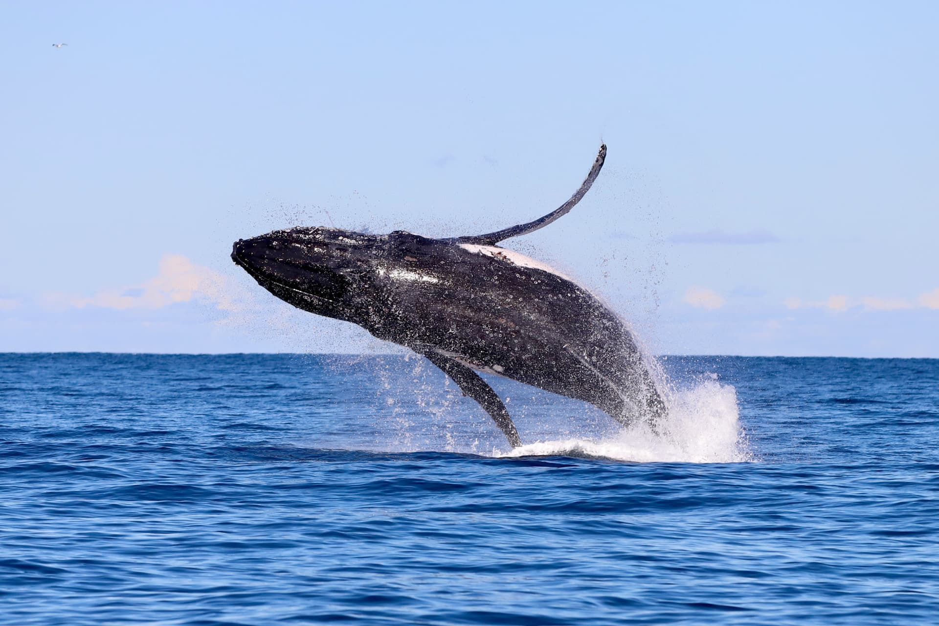 Newcastle Whale Watching Cruise aboard CoastXP - image 4