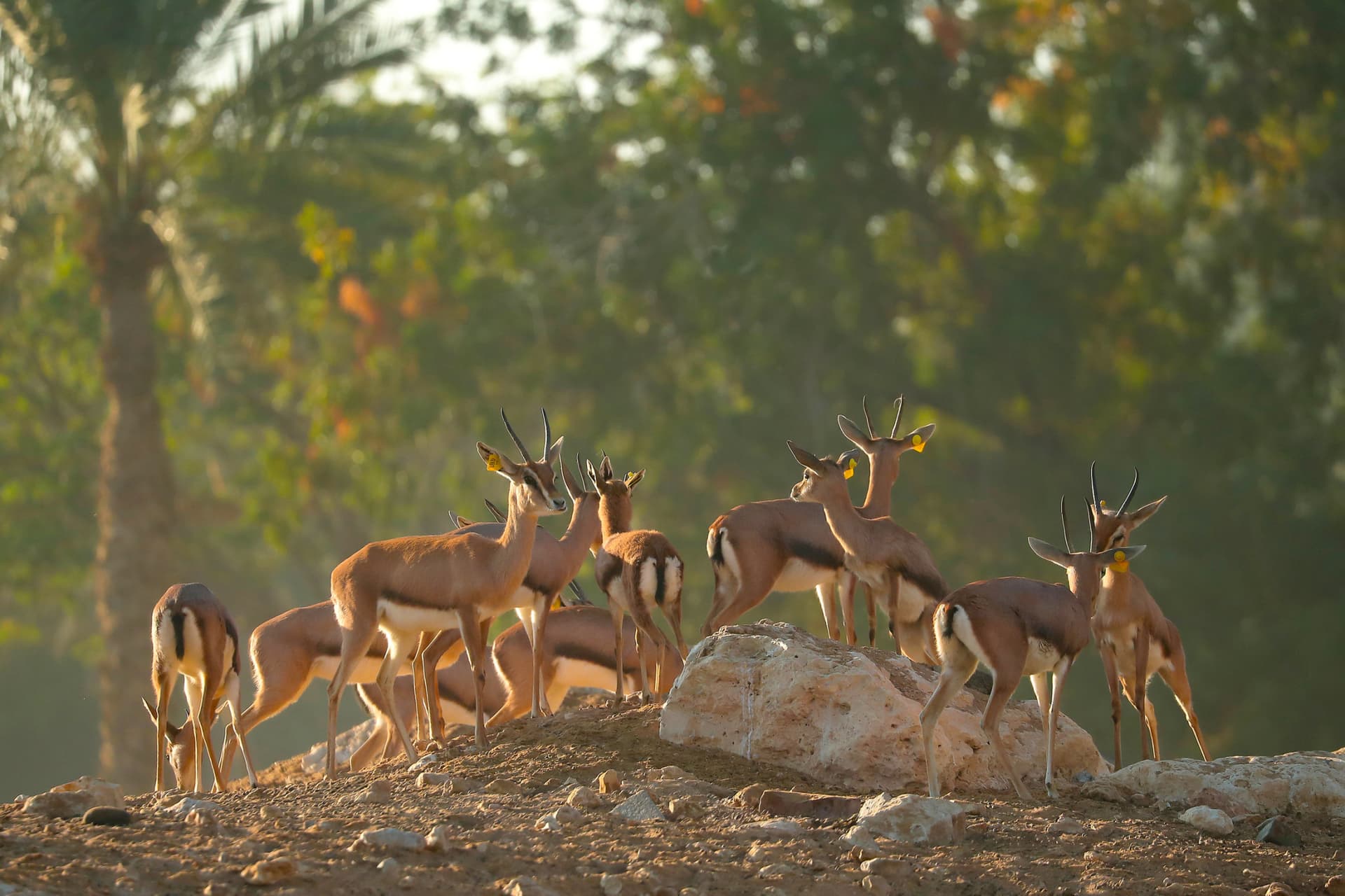 Al Ain Zoo Abu Dhabi Ticket - main image