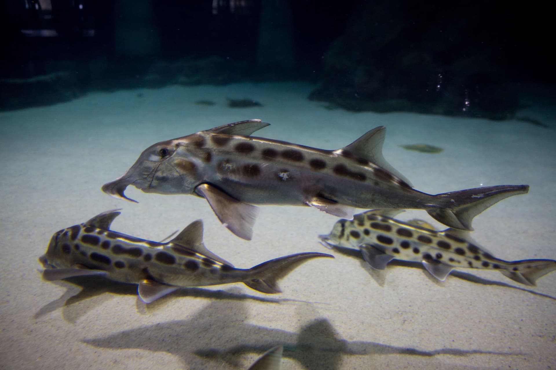 Entrada al acuario SEA LIFE Kelly Tarlton's - imagen 8