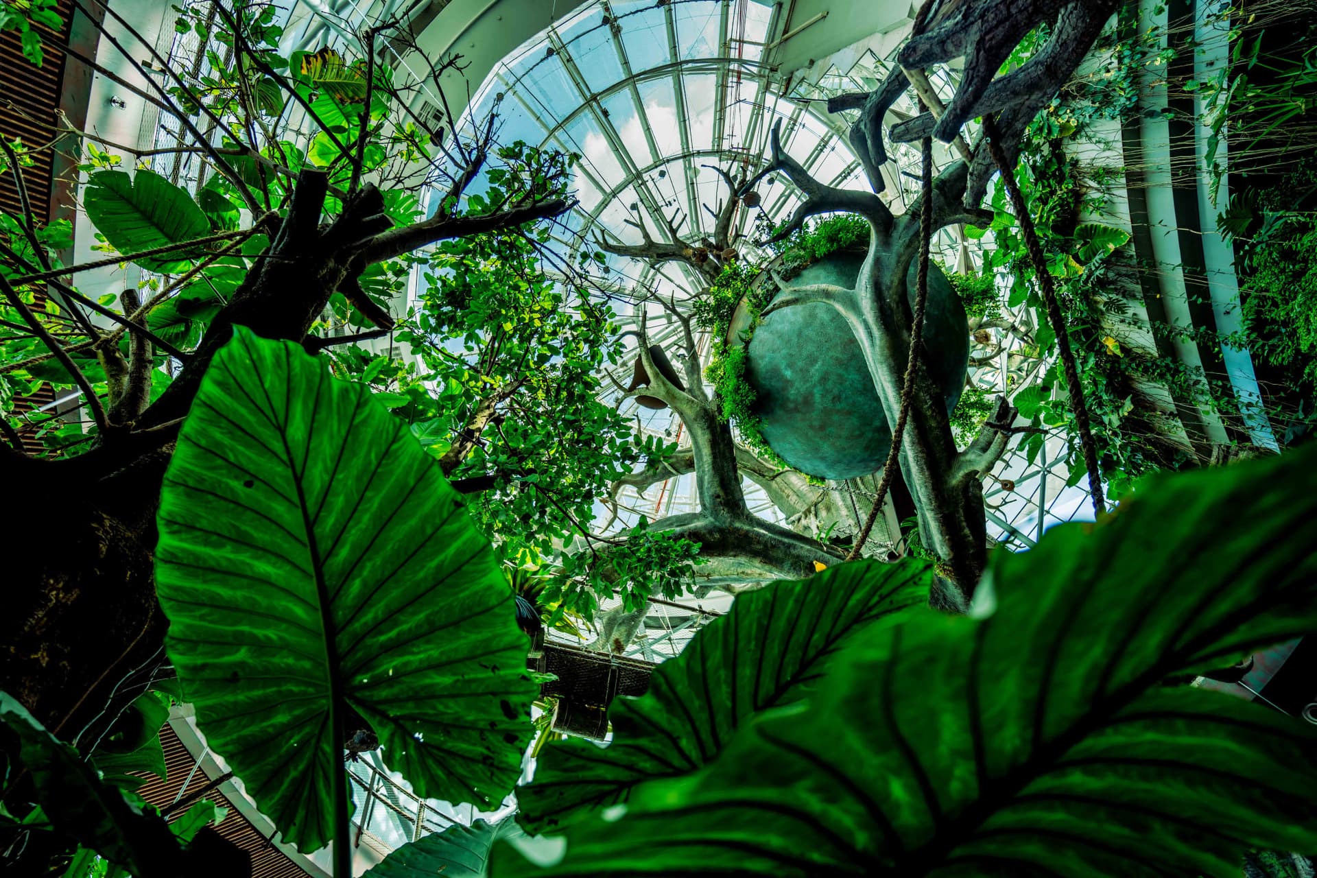 Entrada a The Green Planet Dubai - imagen 2