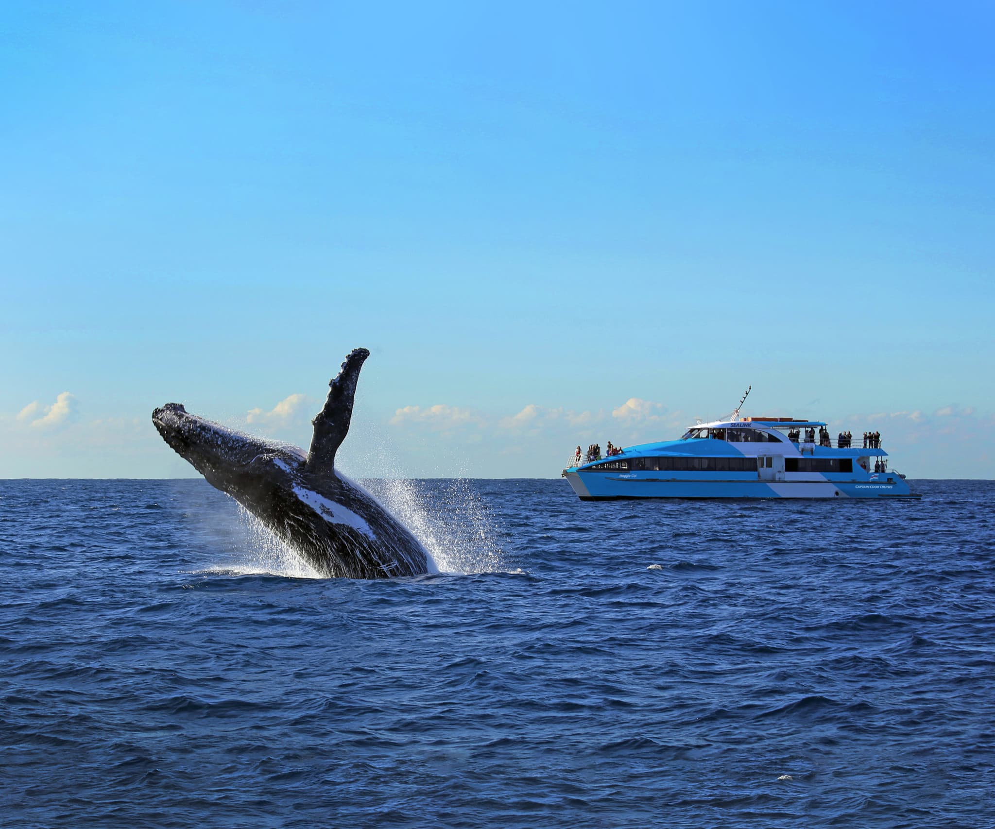 Sydney Harbour Whale Watching Cruise aboard Captain Cook Cruises - image 4