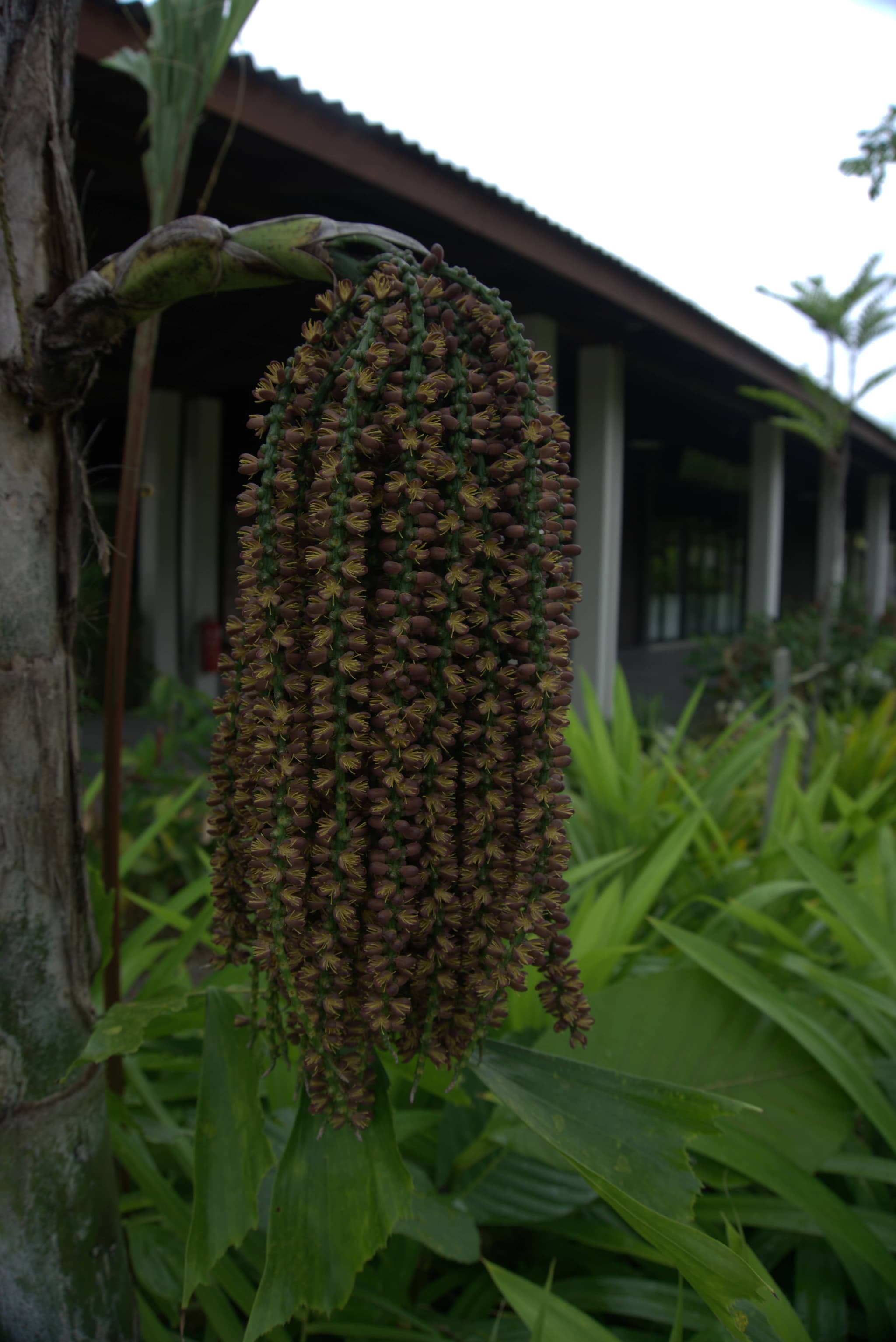 Desaru Riverside Garden Guided Walk - image 9