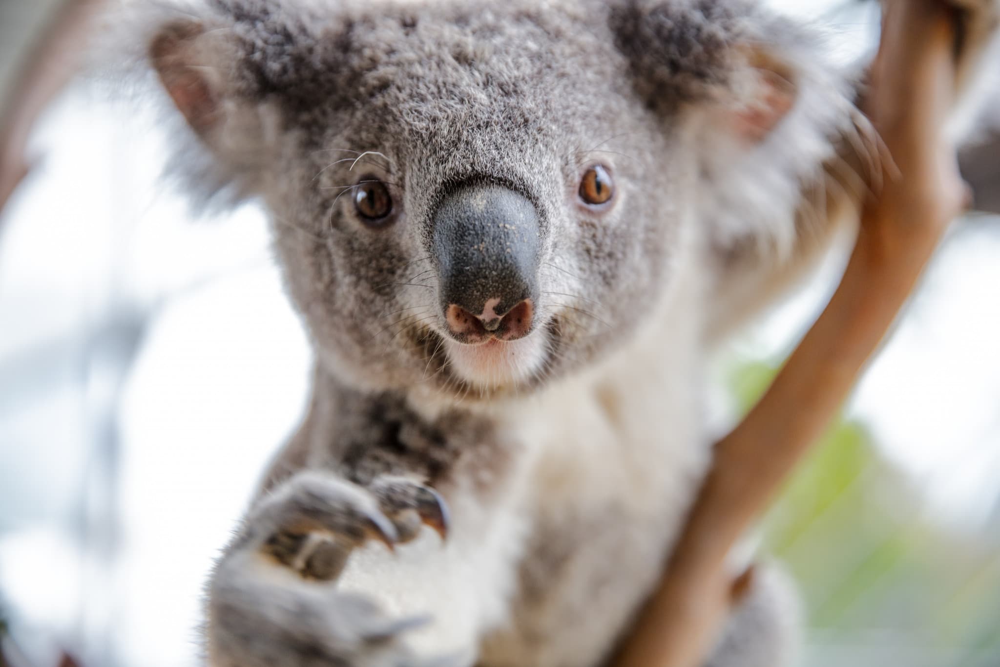 WILD LIFE Sydney Zoo Direct Entry Ticket - image 6