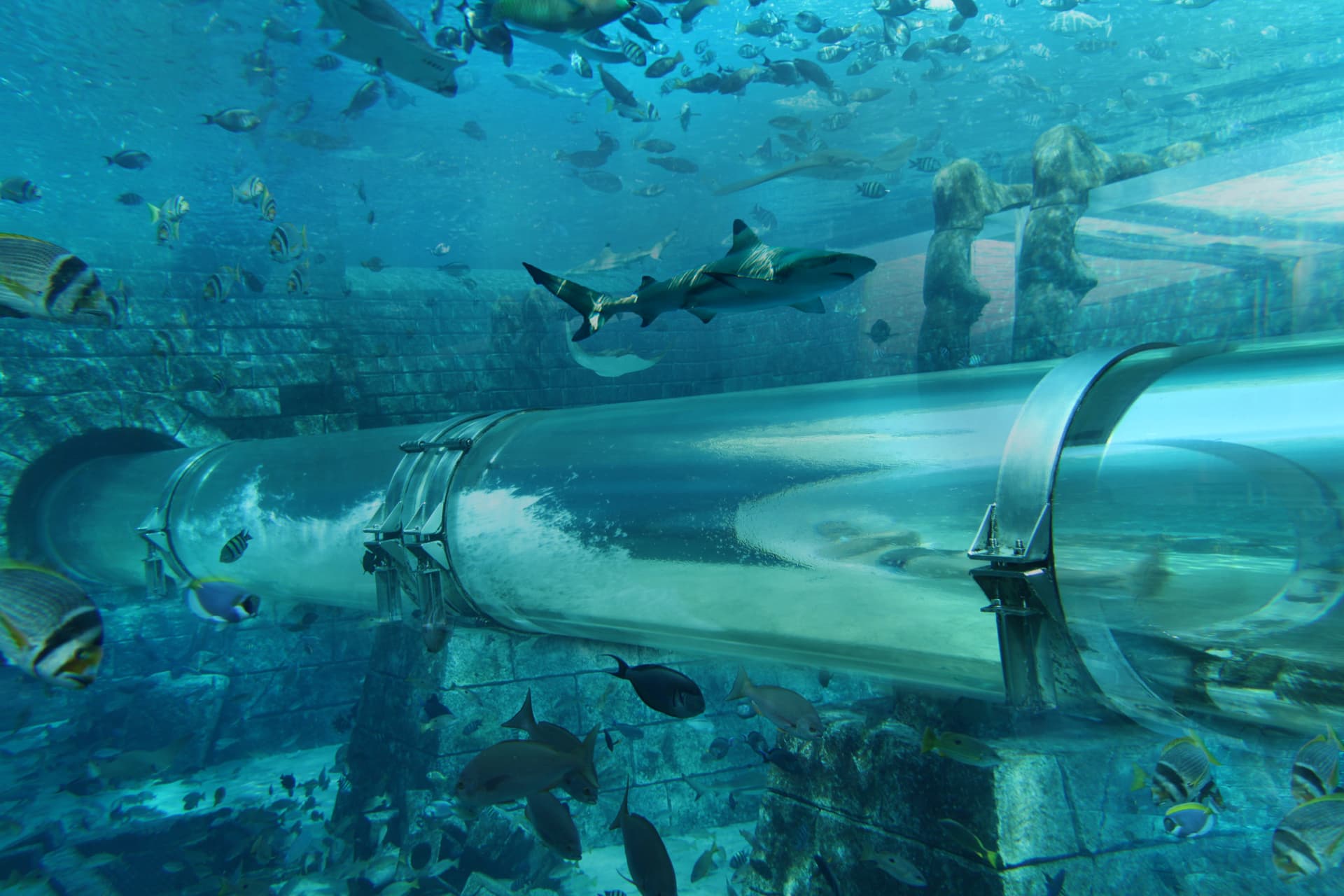 COMBO: The View at The Palm + Lost World Aquarium - image 5