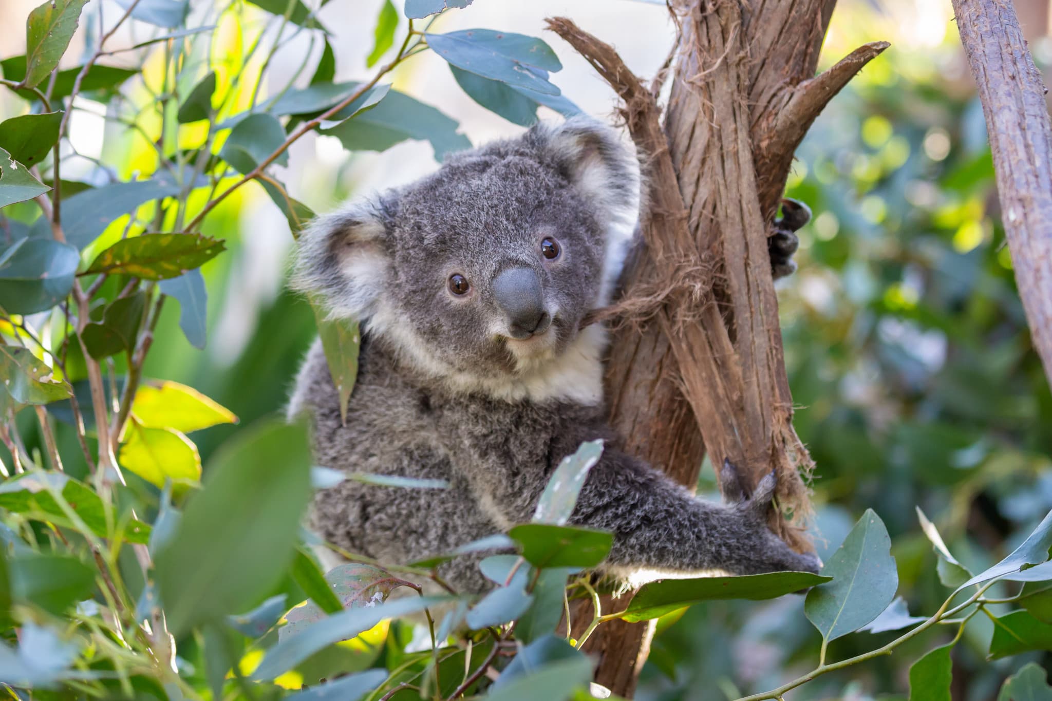 WILD LIFE Sydney Zoo Direct Entry Ticket - image 4