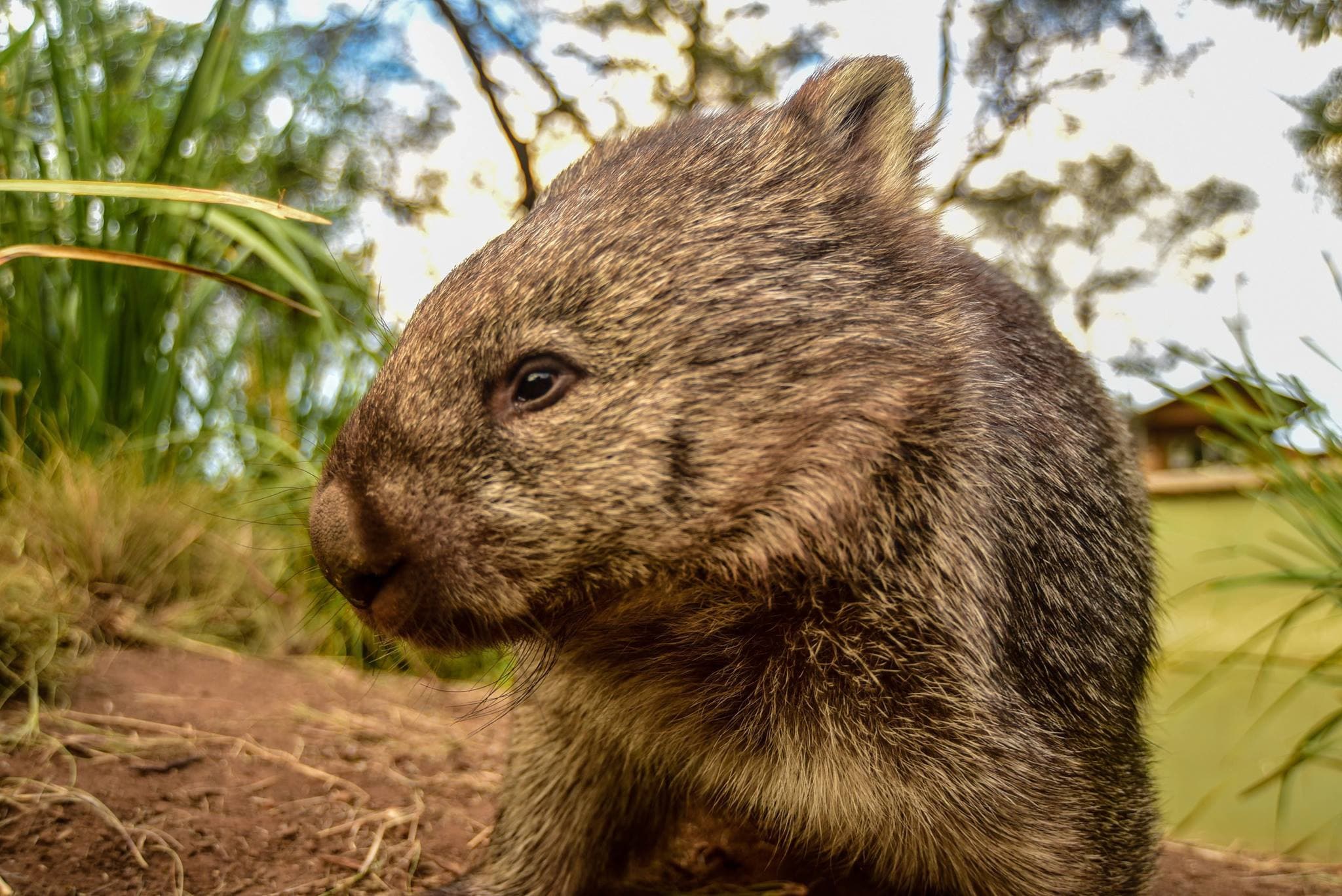 Bonorong Wildlife Sanctuary and Hobart City Tour - image 21