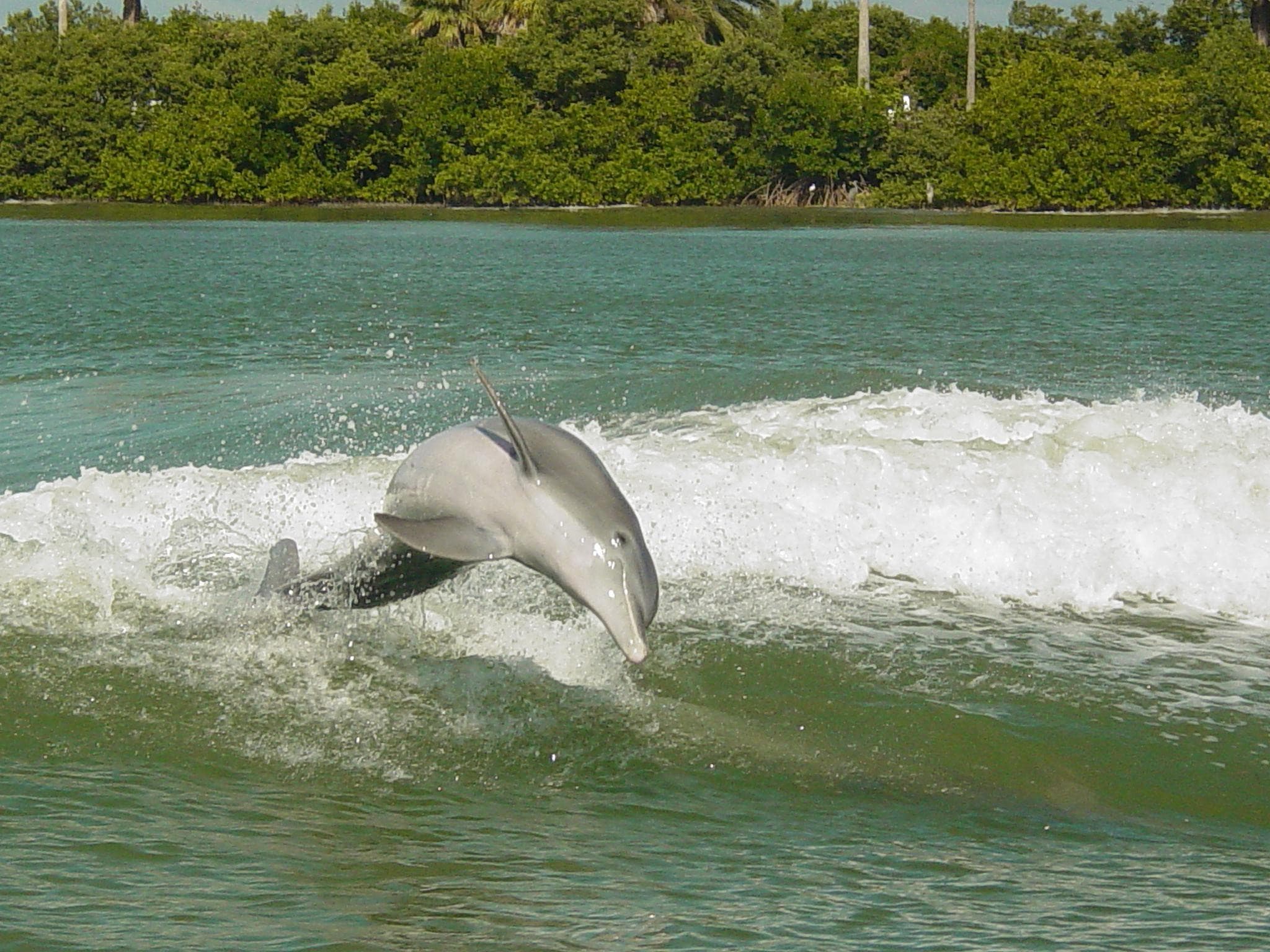 Sea Screamer Speedboat Ride to Clearwater Beach - image 7