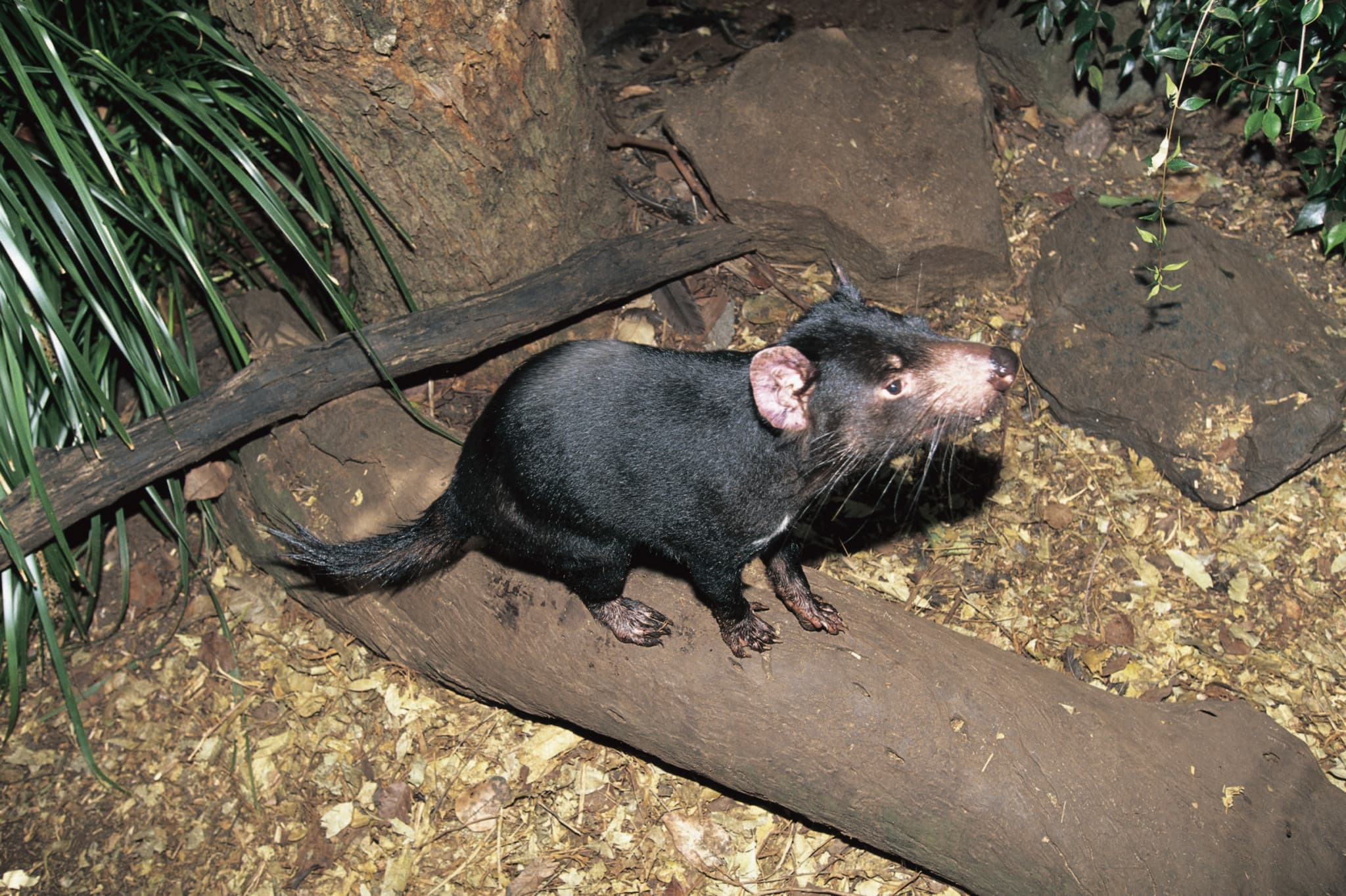 Currumbin Wildlife Sanctuary Gold Coast Ticket - image 7