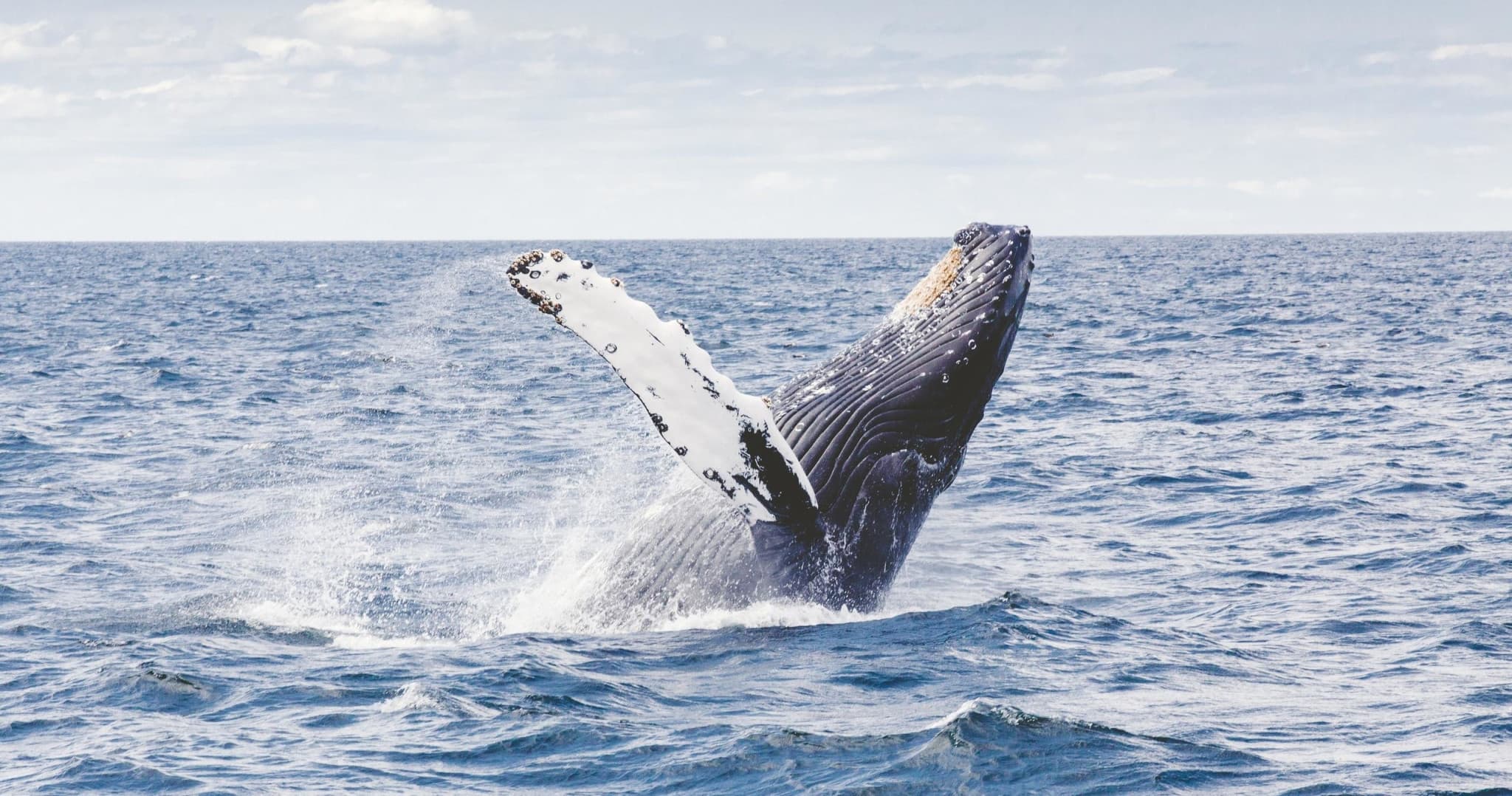 Waikiki Private Whale Watching Cruise - main image