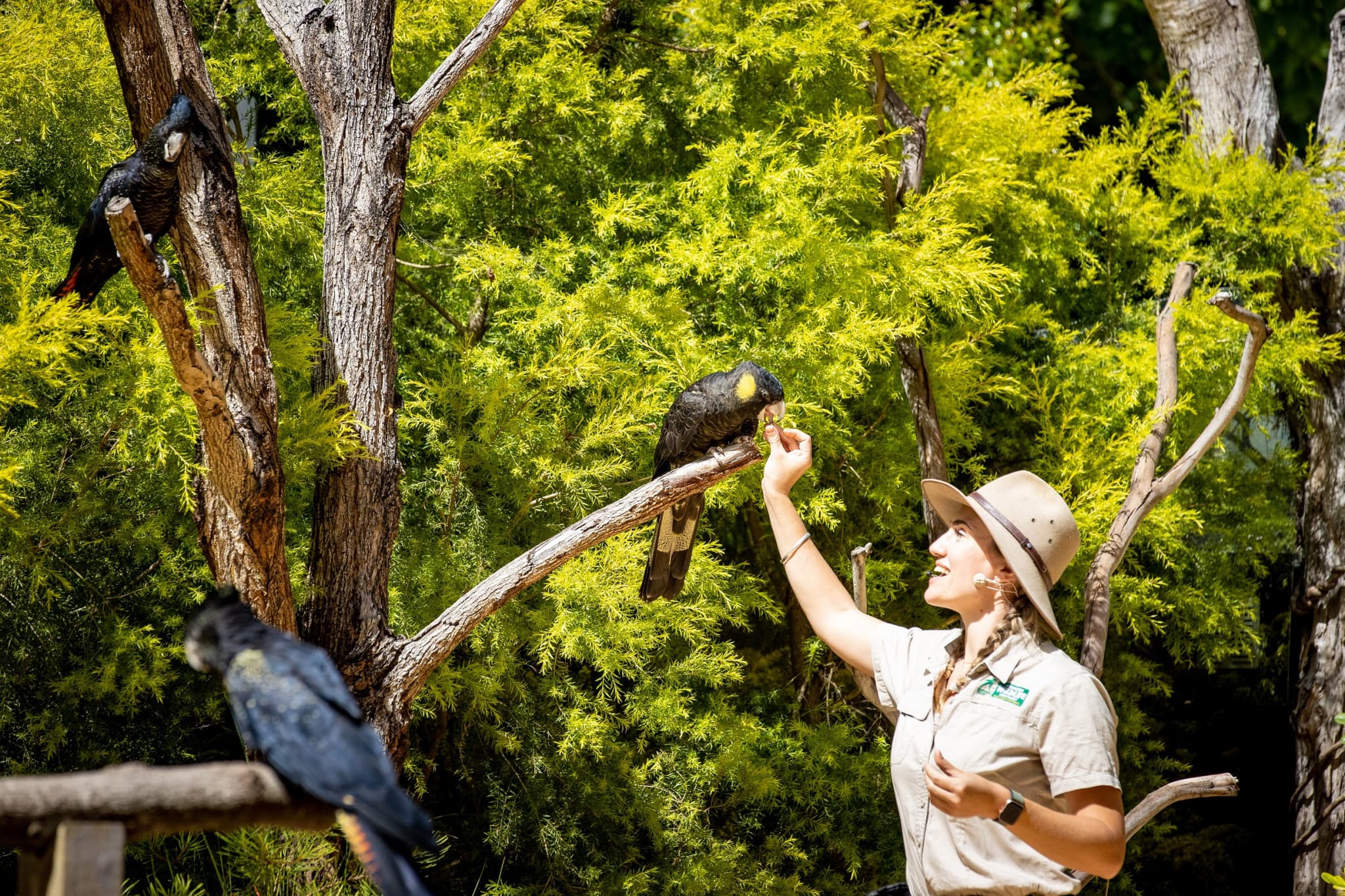 Currumbin Wildlife Sanctuary Gold Coast Ticket - image 14