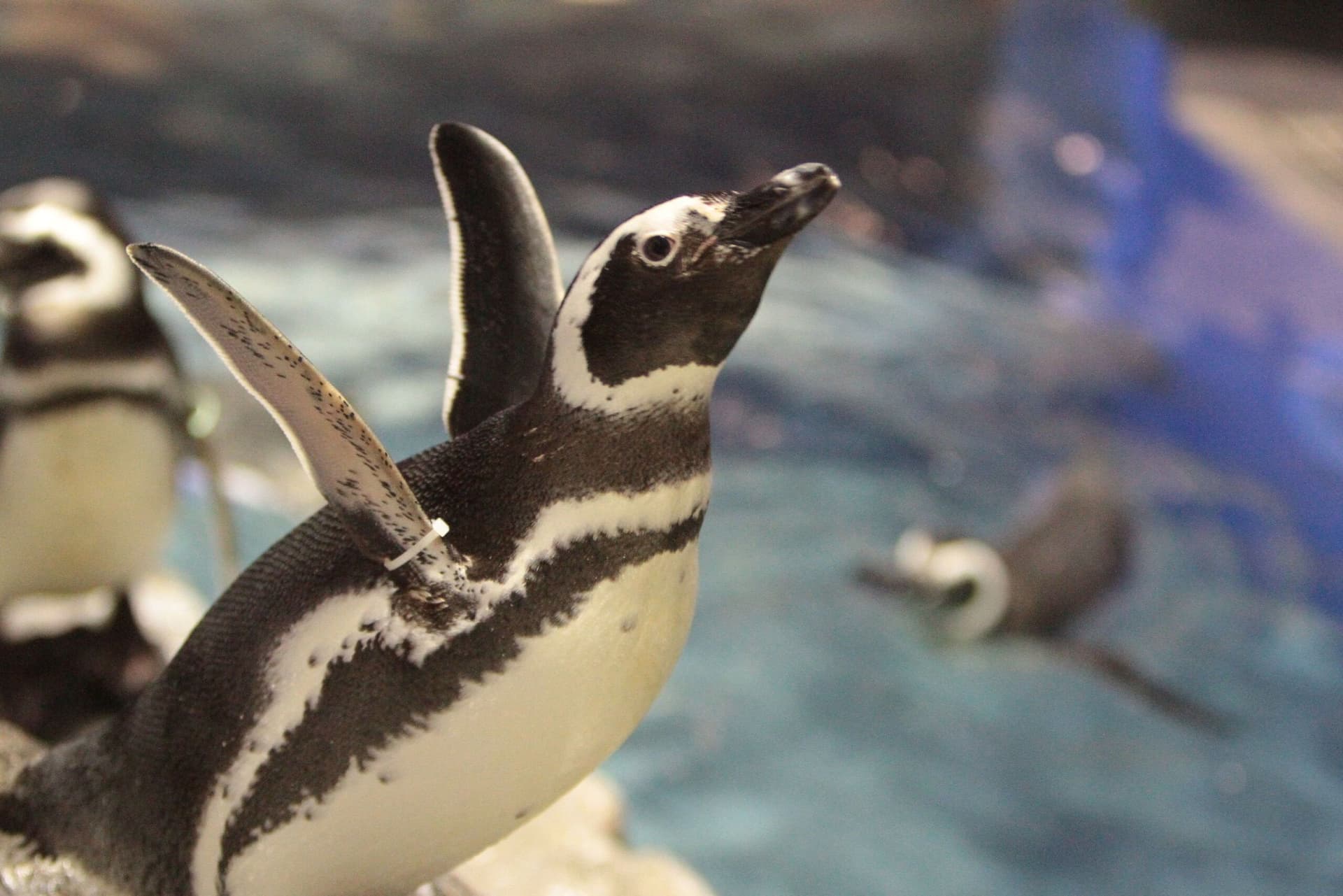 Sumida Aquarium Ticket - image 5