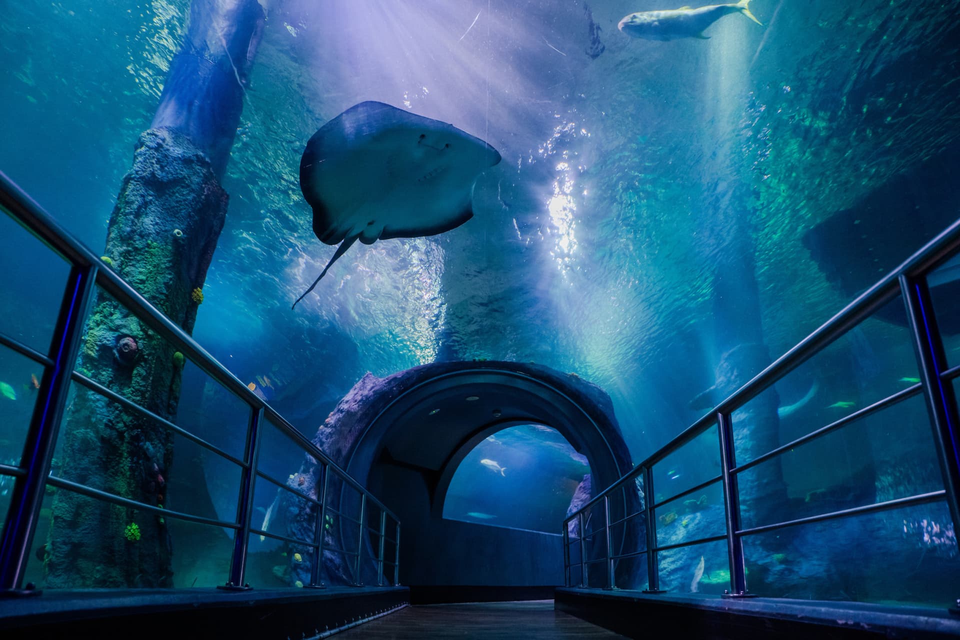 COMBO: Entradas para Melbourne Skydeck + SEA LIFE Melbourne Aquarium - imagen 7