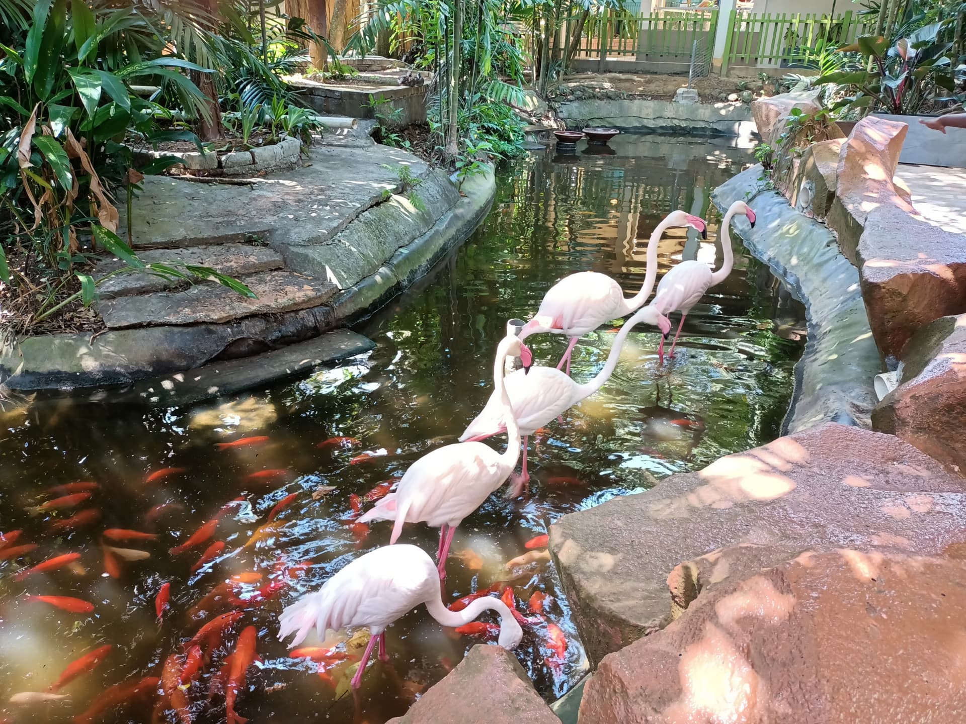 Langkawi Wildlife Park - imagen 9