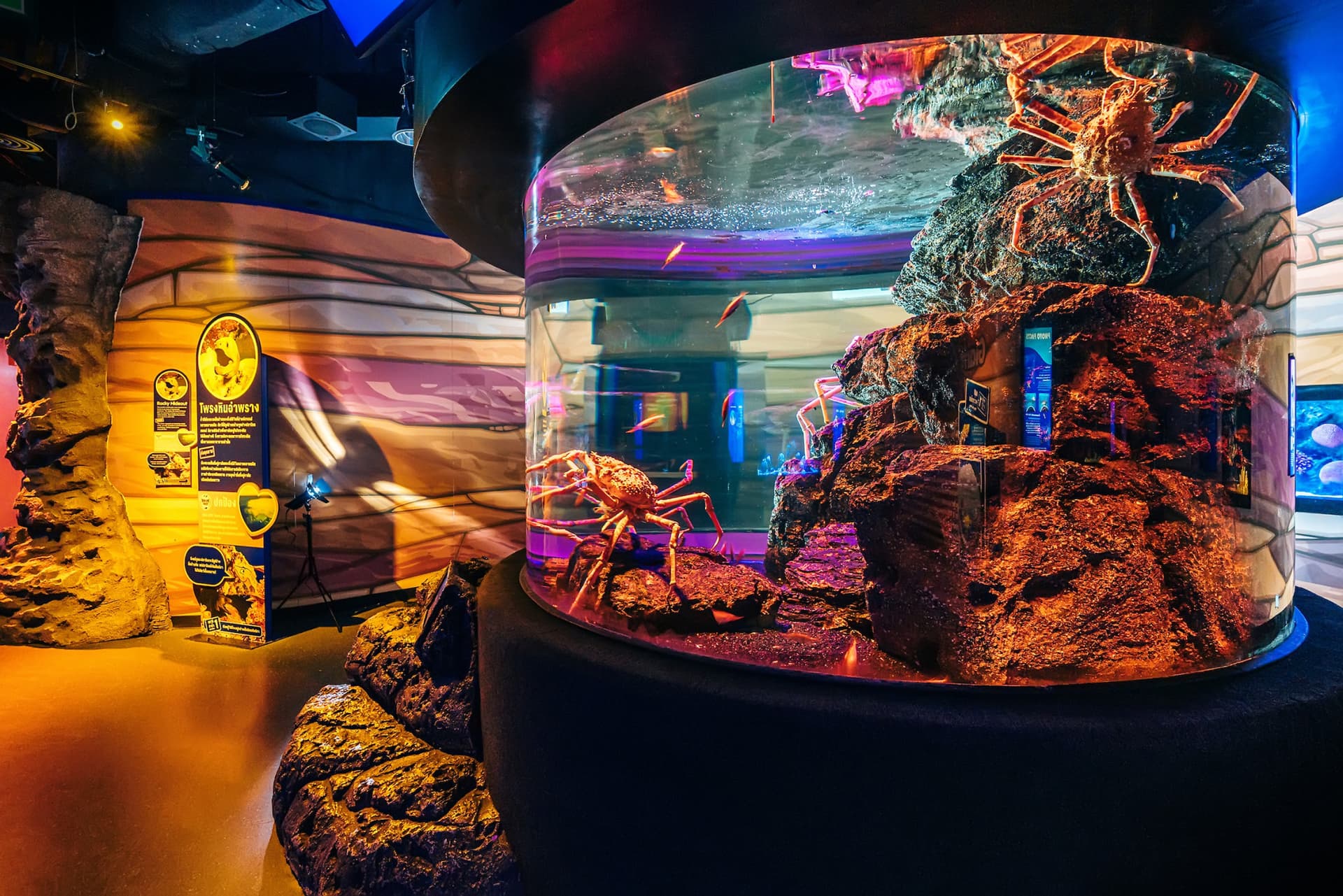COMBO: Entradas para SEA LIFE Bangkok Ocean World + Madame Tussauds Bangkok - imagen 3