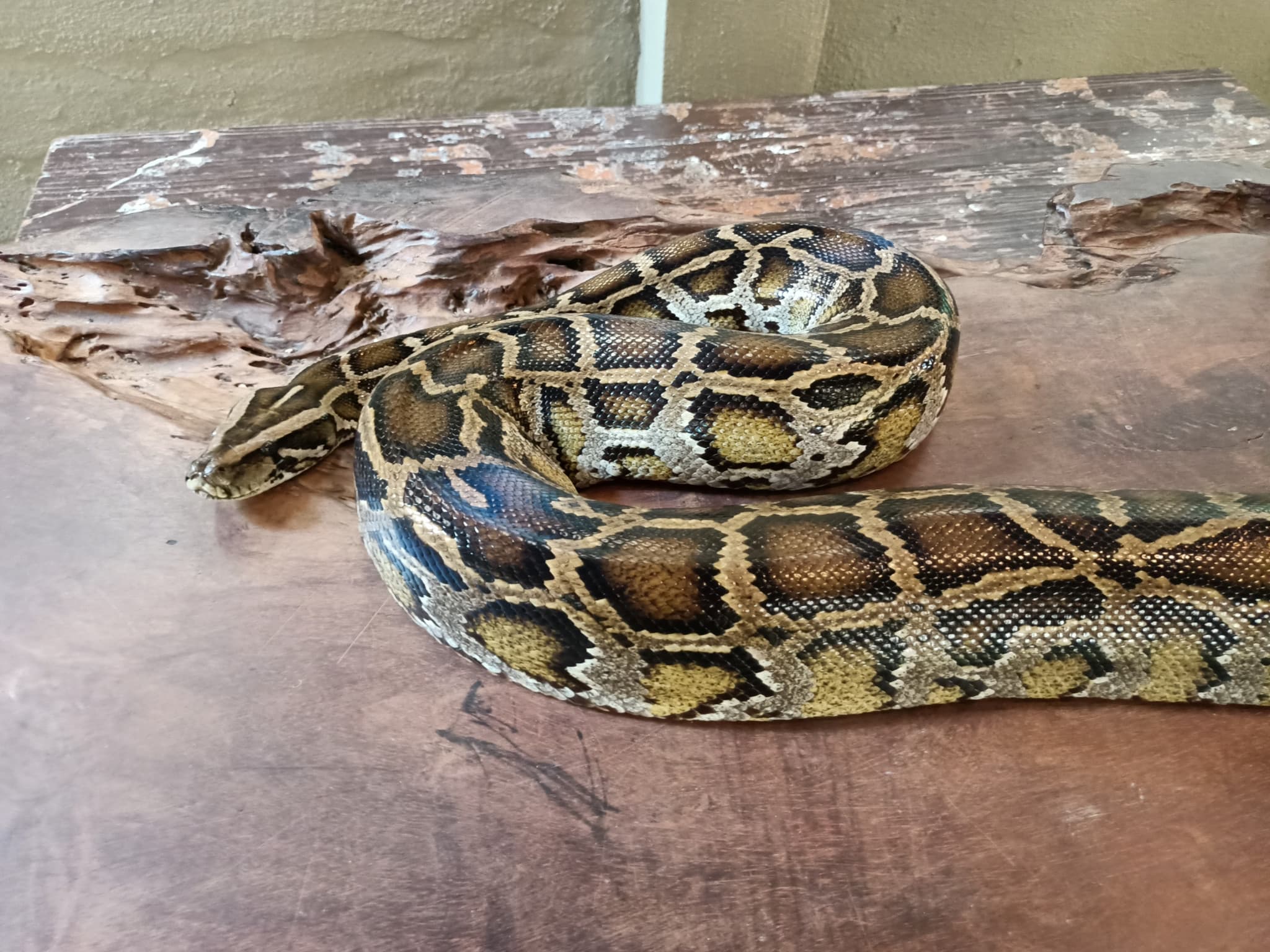 Langkawi Wildlife Park - image 6