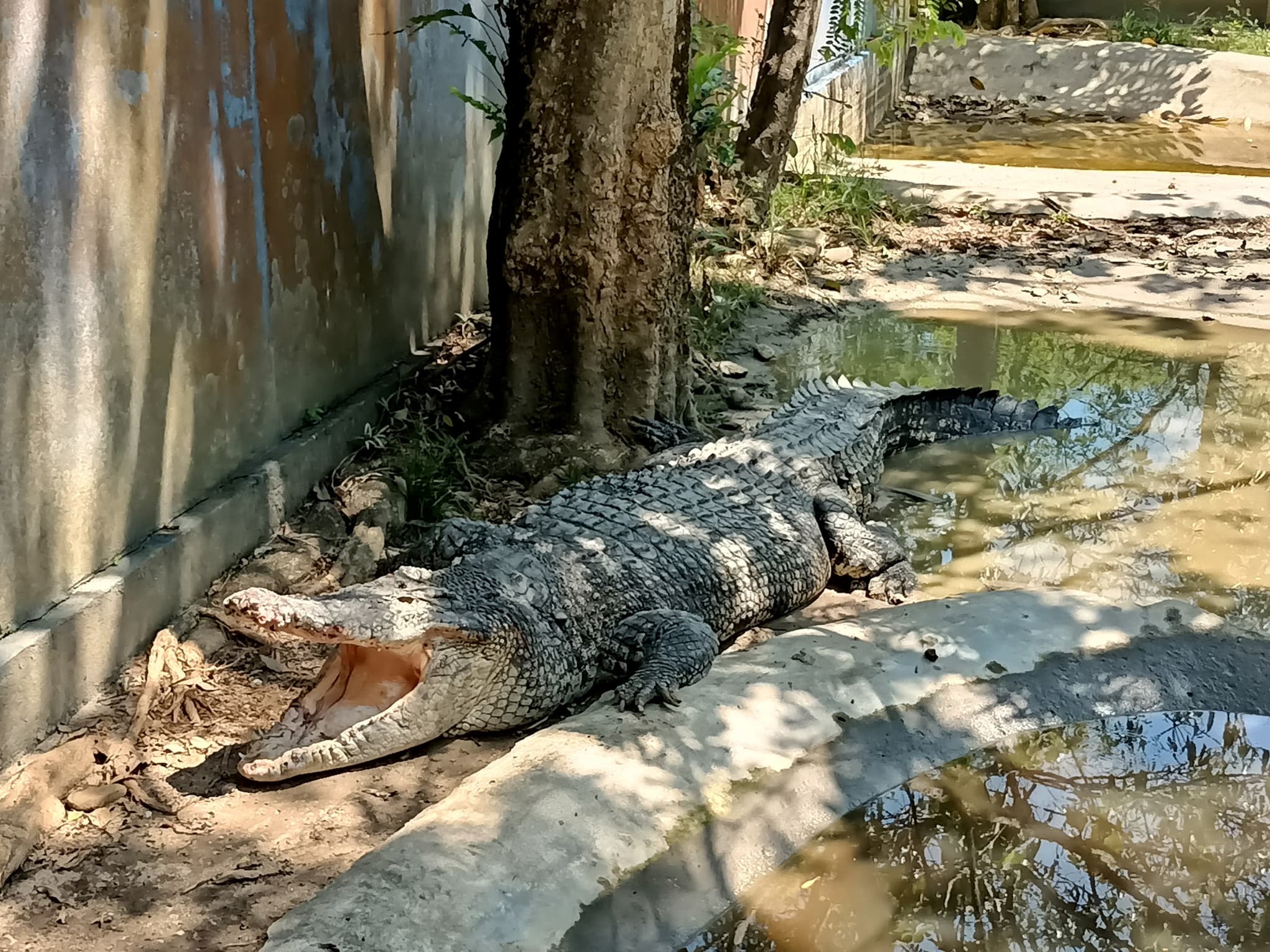 Langkawi Wildlife Park - image 2