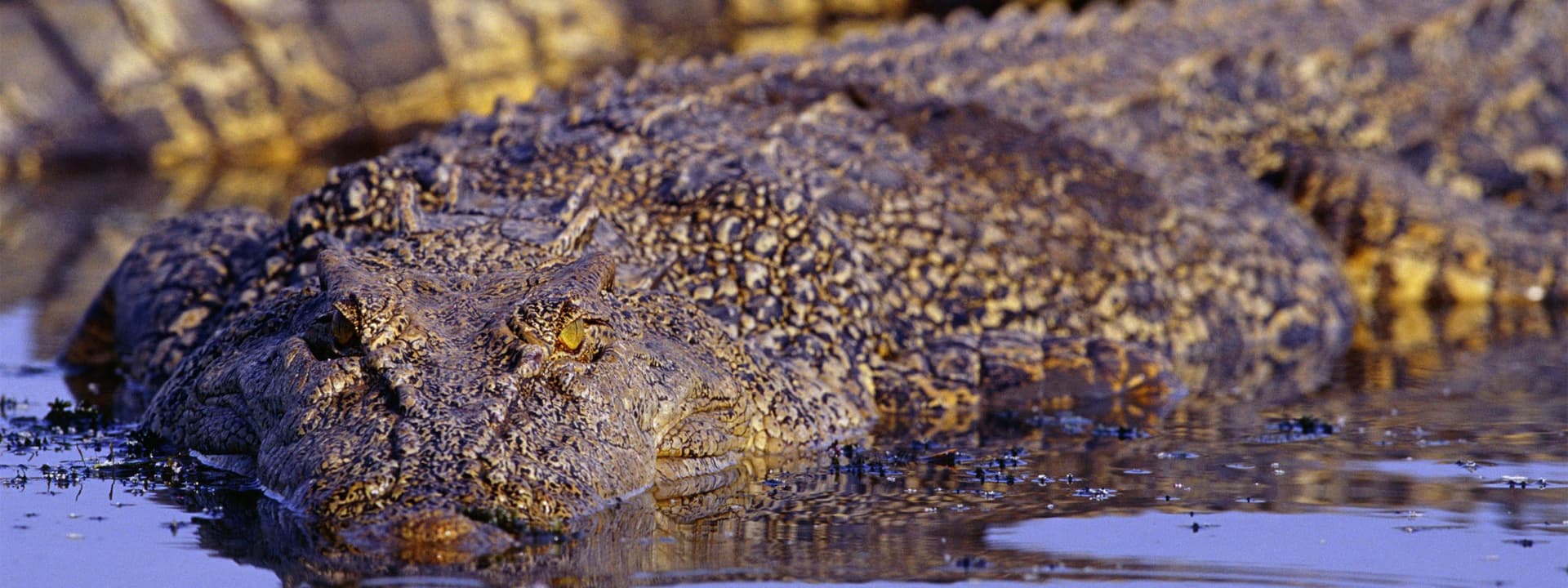 Adelaide River Jumping Crocs Cruise and Wetlands Tour from Darwin - imagen 5