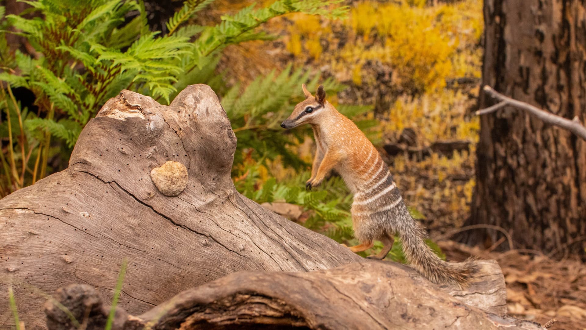 Entrada directa a WILD LIFE Sydney Zoo - imagen 8