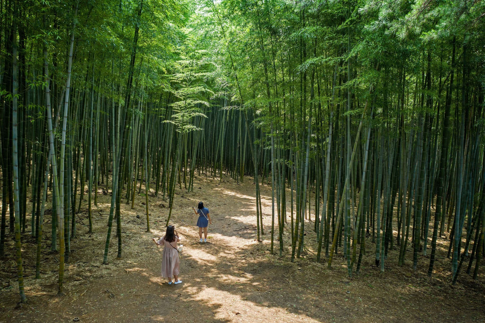 Busan Local Life Tour: Bamboo Forest, Haedongyonggungsa Temple, Gamcheon Culture Village - main image
