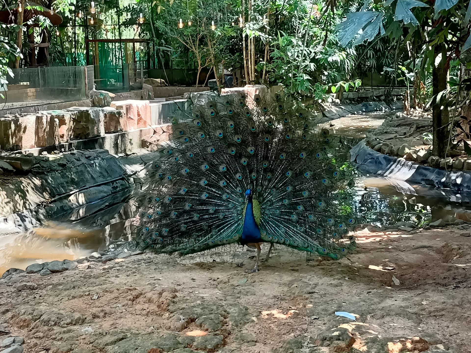 Langkawi Wildlife Park - imagen 17