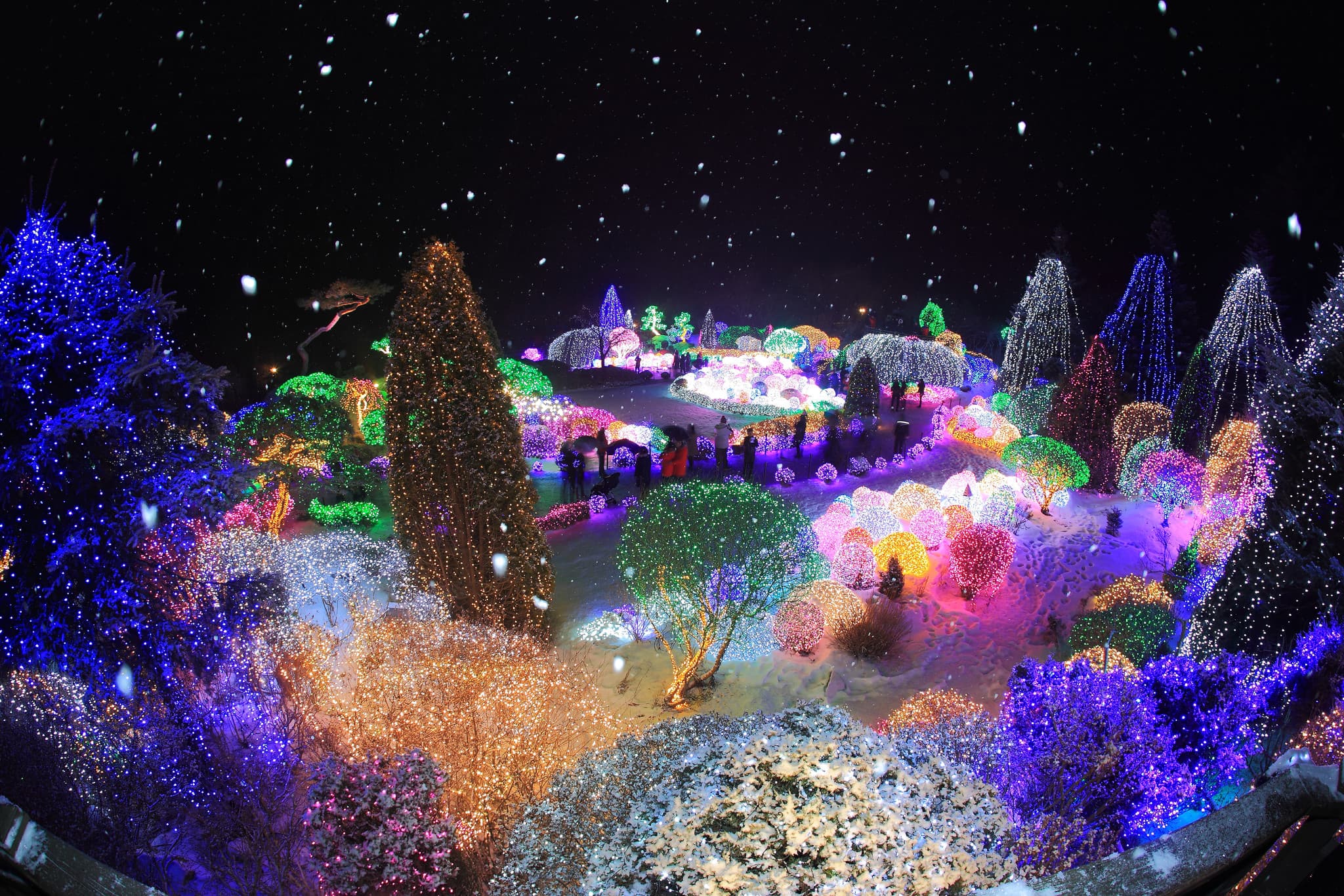 Alpaca World, Nami Island, and Garden of Morning Calm Tour from Seoul - image 10