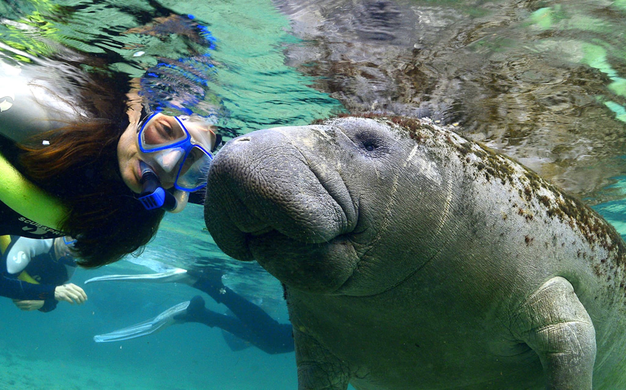 Florida Nature Coast Tour: Crystal River with Manatees Snorkelling, Homosassa State Park - main image