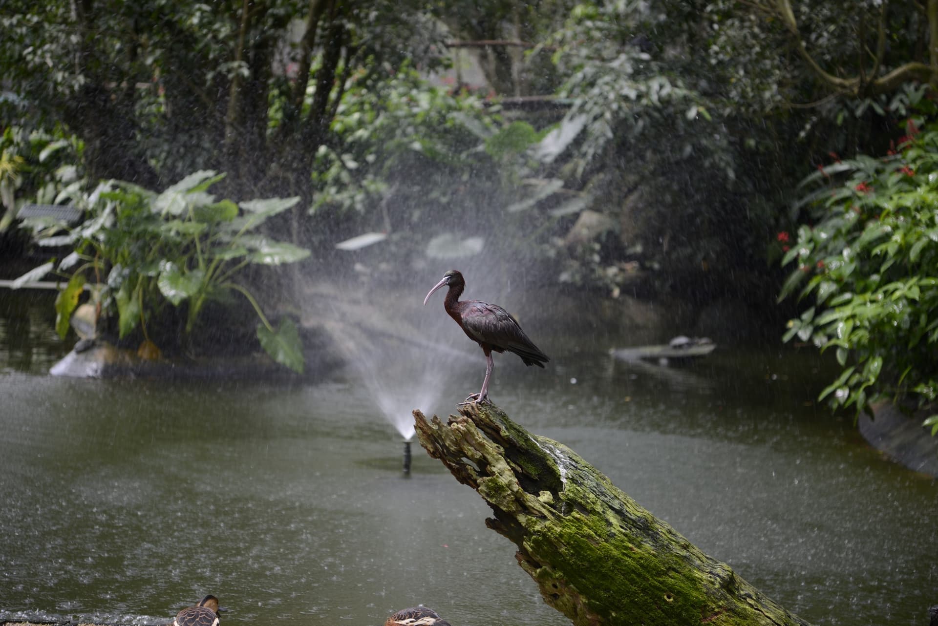 (열대 북부 퀸즐랜드 야생 동물 명소) 버드월드 쿠란다 - 이미지 6