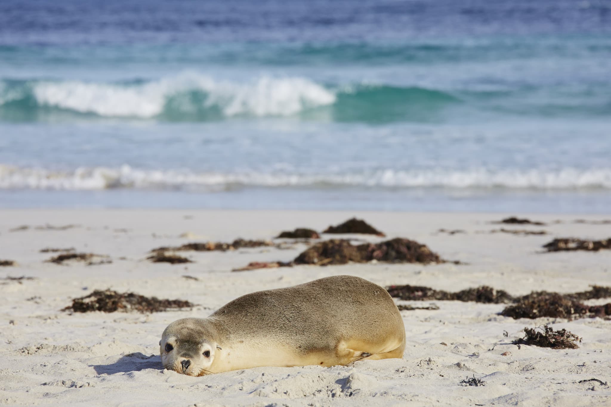 Kangaroo Island Tour from Adelaide - image 5