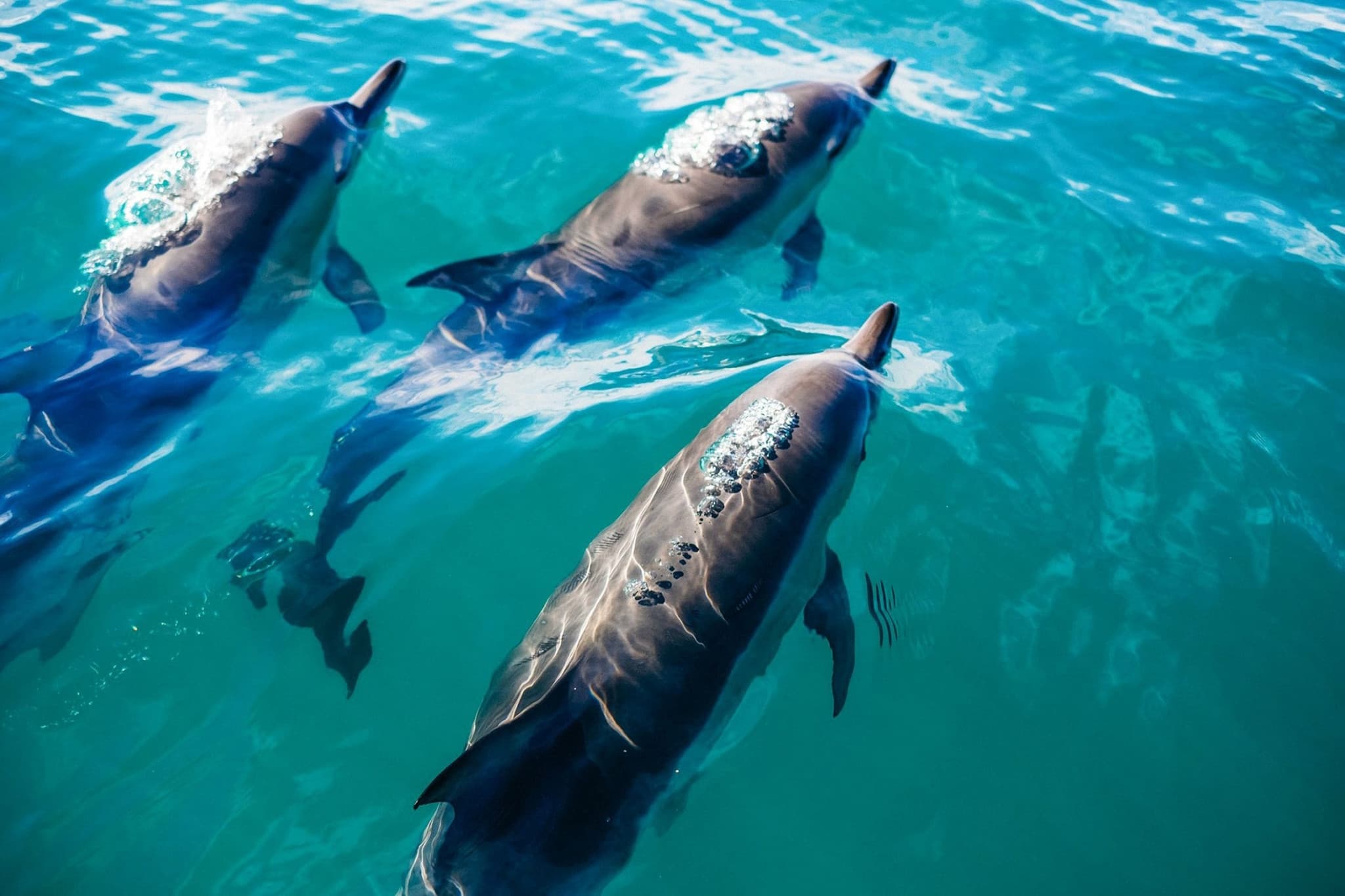 Key West: Dolphin Watching Cruise + Snorkeling + Drinks - main image
