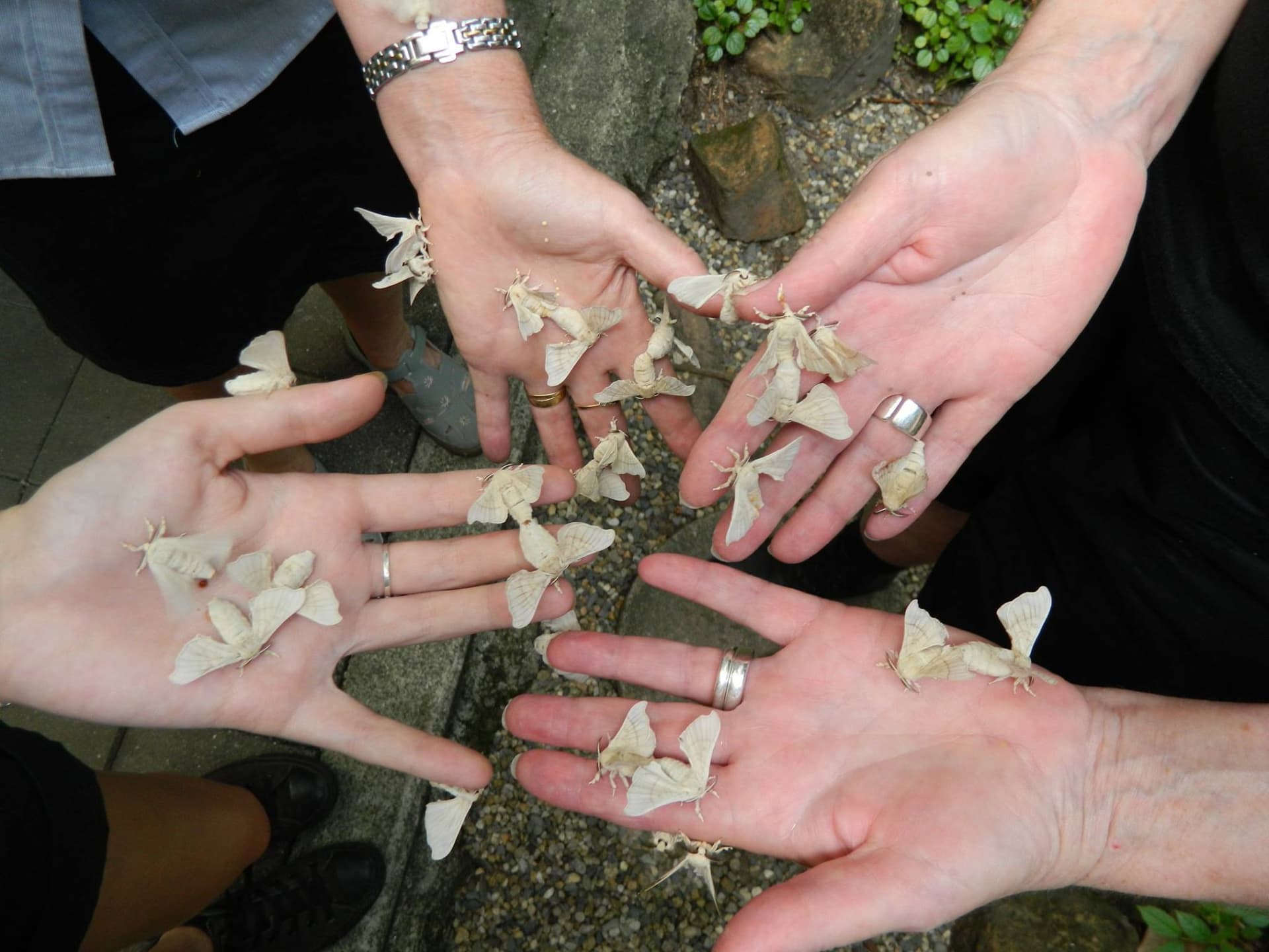 Full-Day Kuranda Tour with Skyrail Cableway, Scenic Railway, Rainforestation and Butterfly Sanctuary - image 15