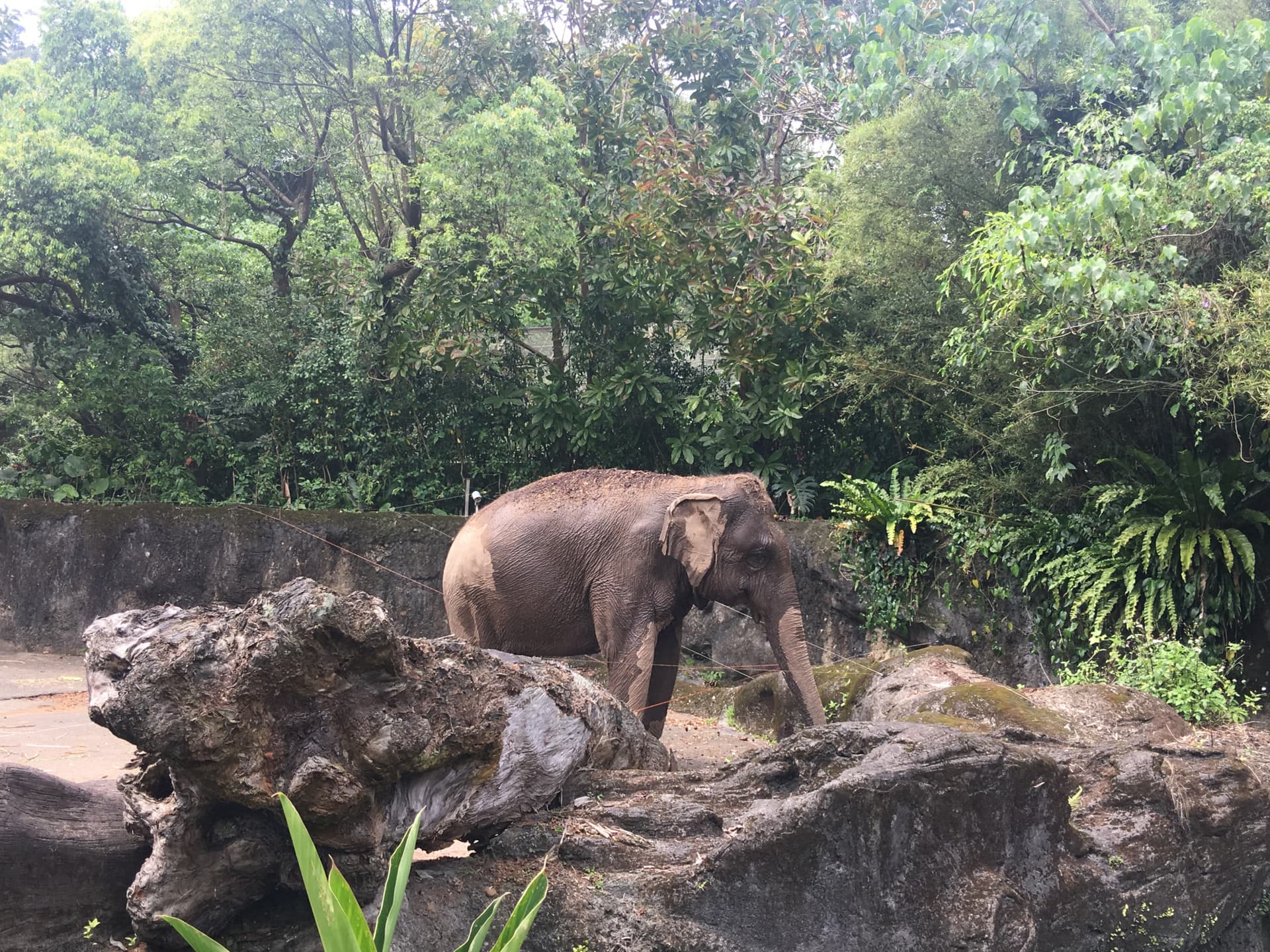 Zoo de Taipéi - imagen 7