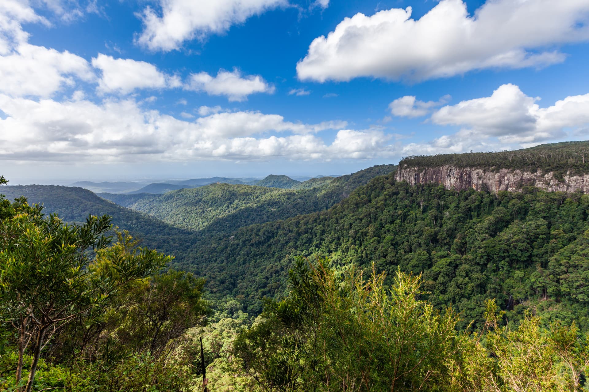 Springbrook National Park Tour: Natural Bridge and Waterfalls - image 5