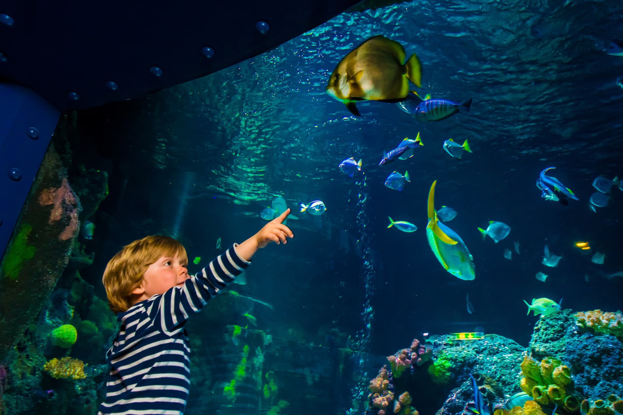 SEA LIFE Konstanz Aquarium Ticket - image 5