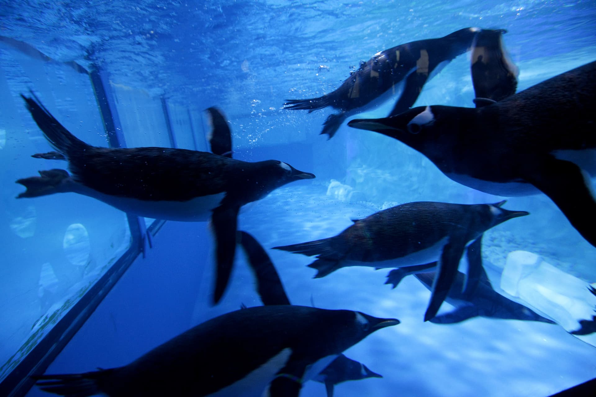 COMBO: Entradas para SEA LIFE Bangkok Ocean World + Madame Tussauds Bangkok - imagen 5