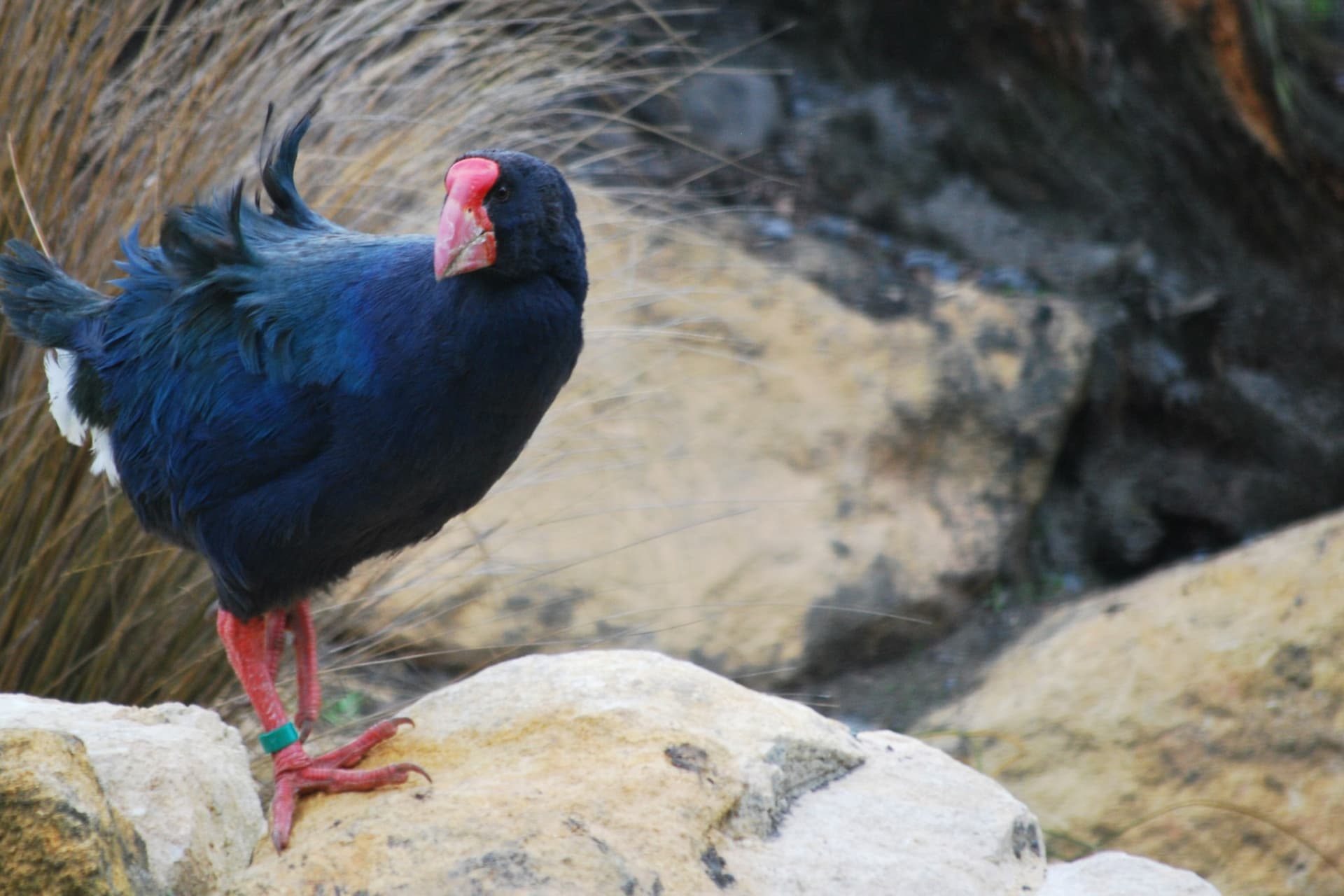 Willowbank Wildlife Reserve Ticket - image 7