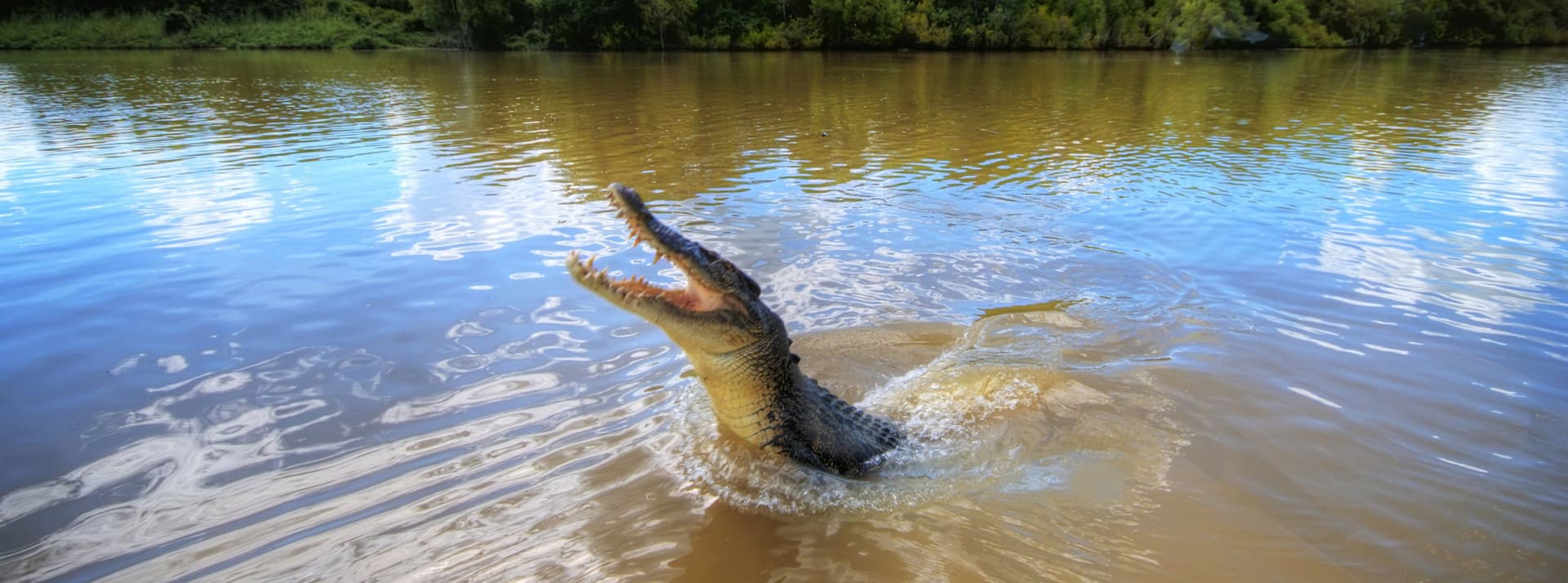 Adelaide River Jumping Crocs Cruise and Wetlands Tour from Darwin - imagen principal