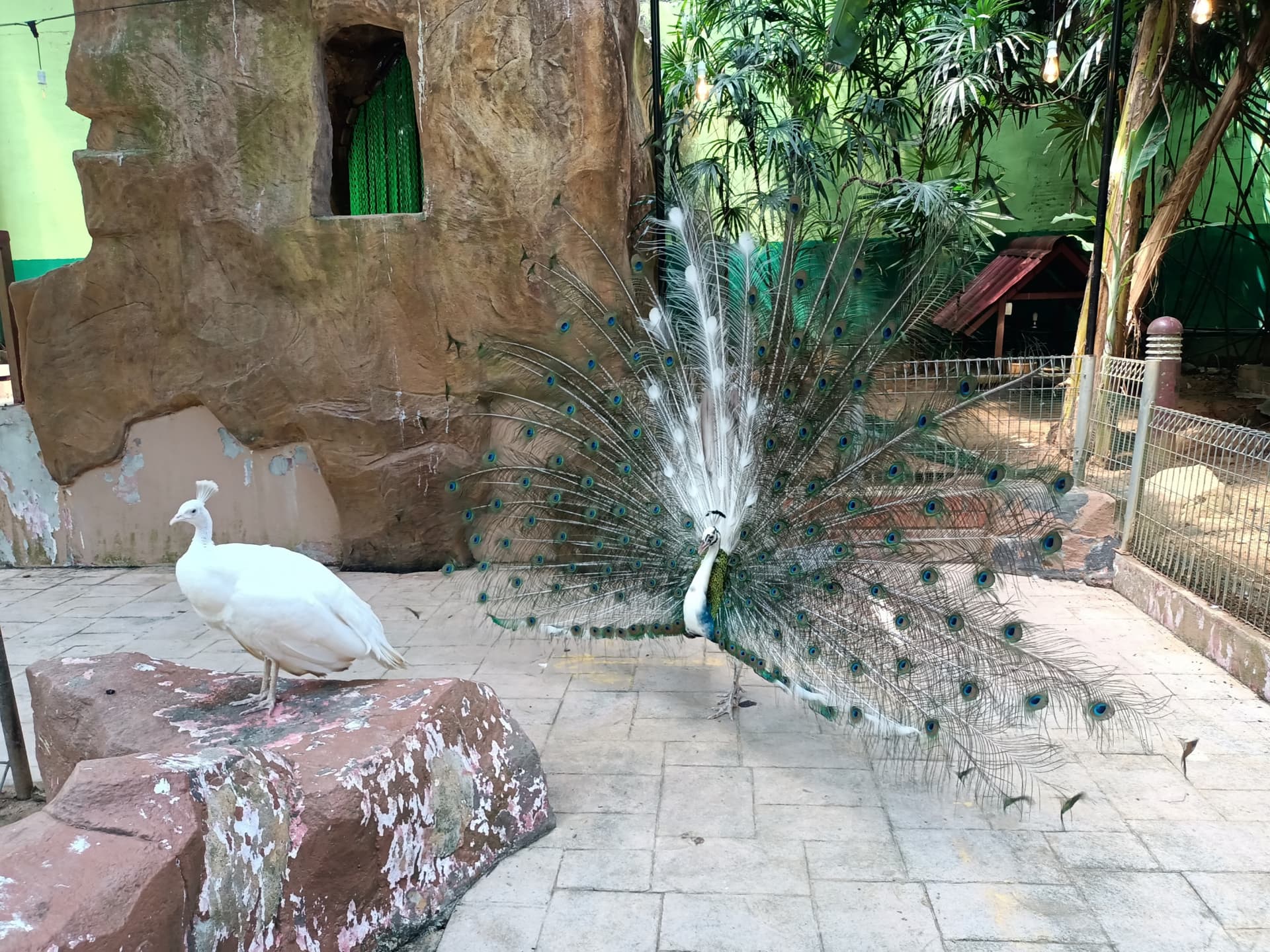 Langkawi Wildlife Park - imagen 3