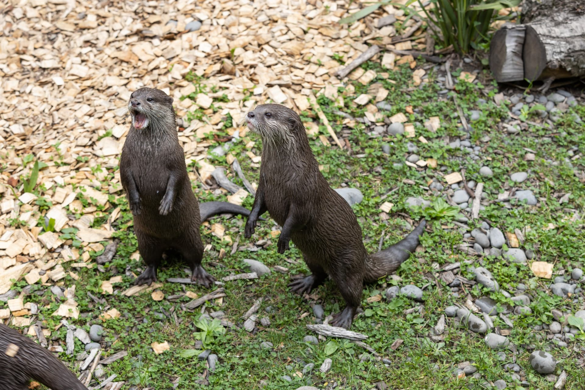 Willowbank Wildlife Reserve Ticket - image 2