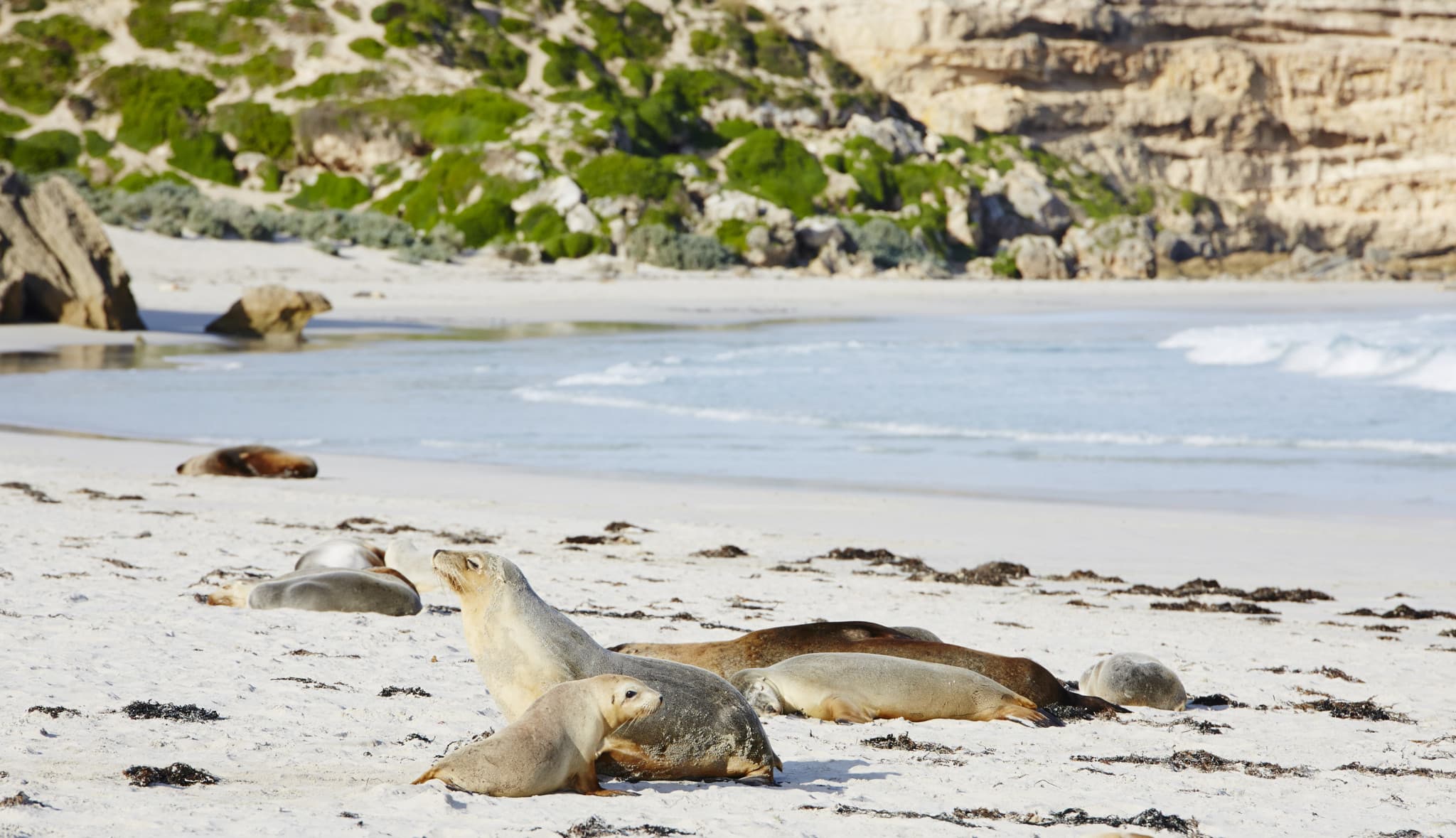 Kangaroo Island Tour from Adelaide - image 3