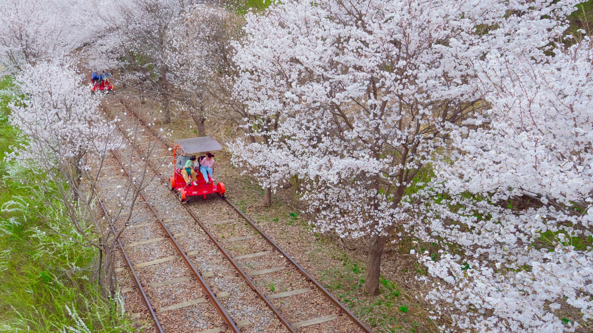 Nami Island, Mount Seorak, and Gapyeong Rail Bike Full-Day Tour from Seoul - image 15