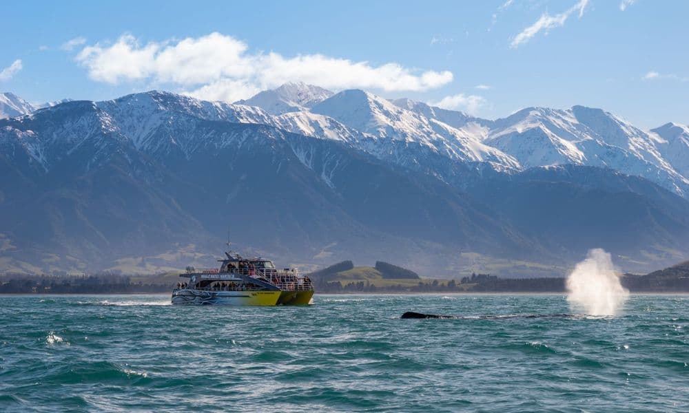 Crucero de avistamiento de ballenas en Kaikoura - imagen 2
