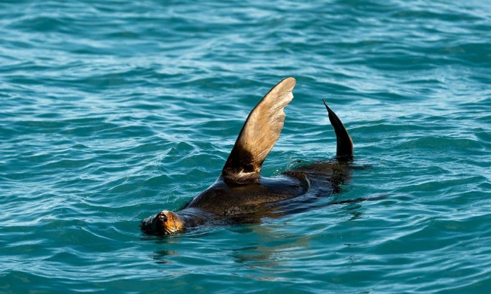 Whale Watching Cruise Kaikoura - image 9