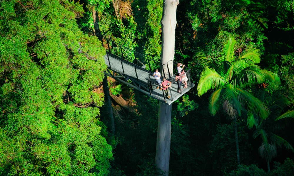 Tamborine Rainforest Skywalk - image 2