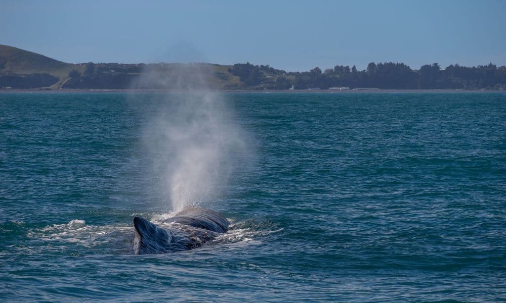 Crucero de avistamiento de ballenas en Kaikoura - imagen 10