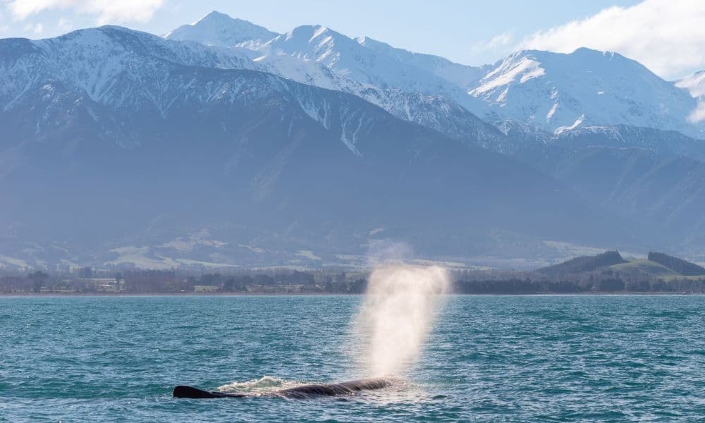 Whale Watching Cruise Kaikoura - image 8