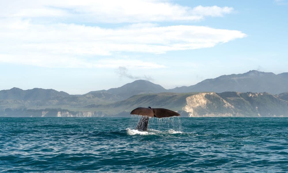 Crucero de avistamiento de ballenas en Kaikoura - imagen 6