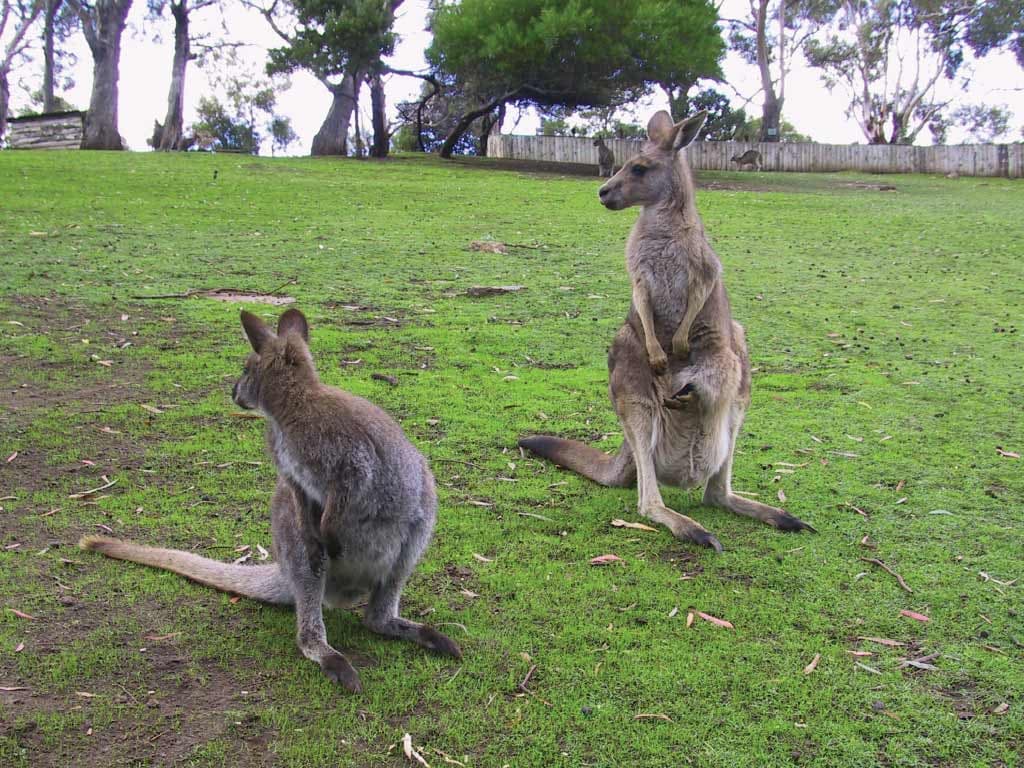 Bonorong Wildlife Sanctuary and Hobart City Tour - imagen 6