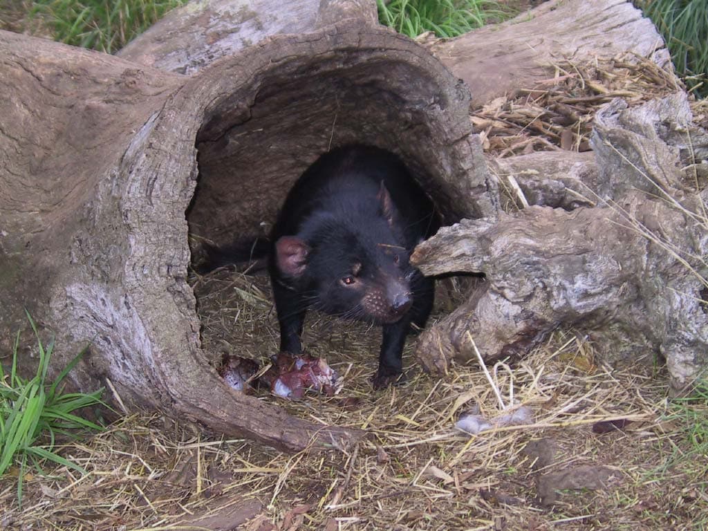 Richmond Village and Bonorong Wildlife Sanctuary Tour - image 10