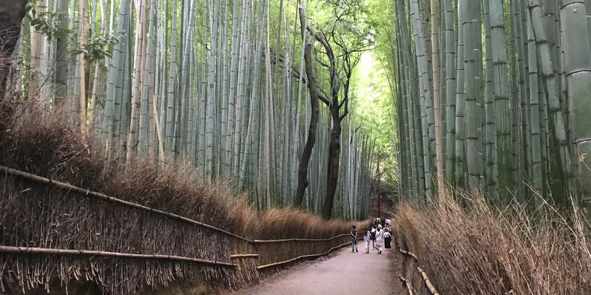 Kyoto Food and Drink Tour - Arashiyama - image 6